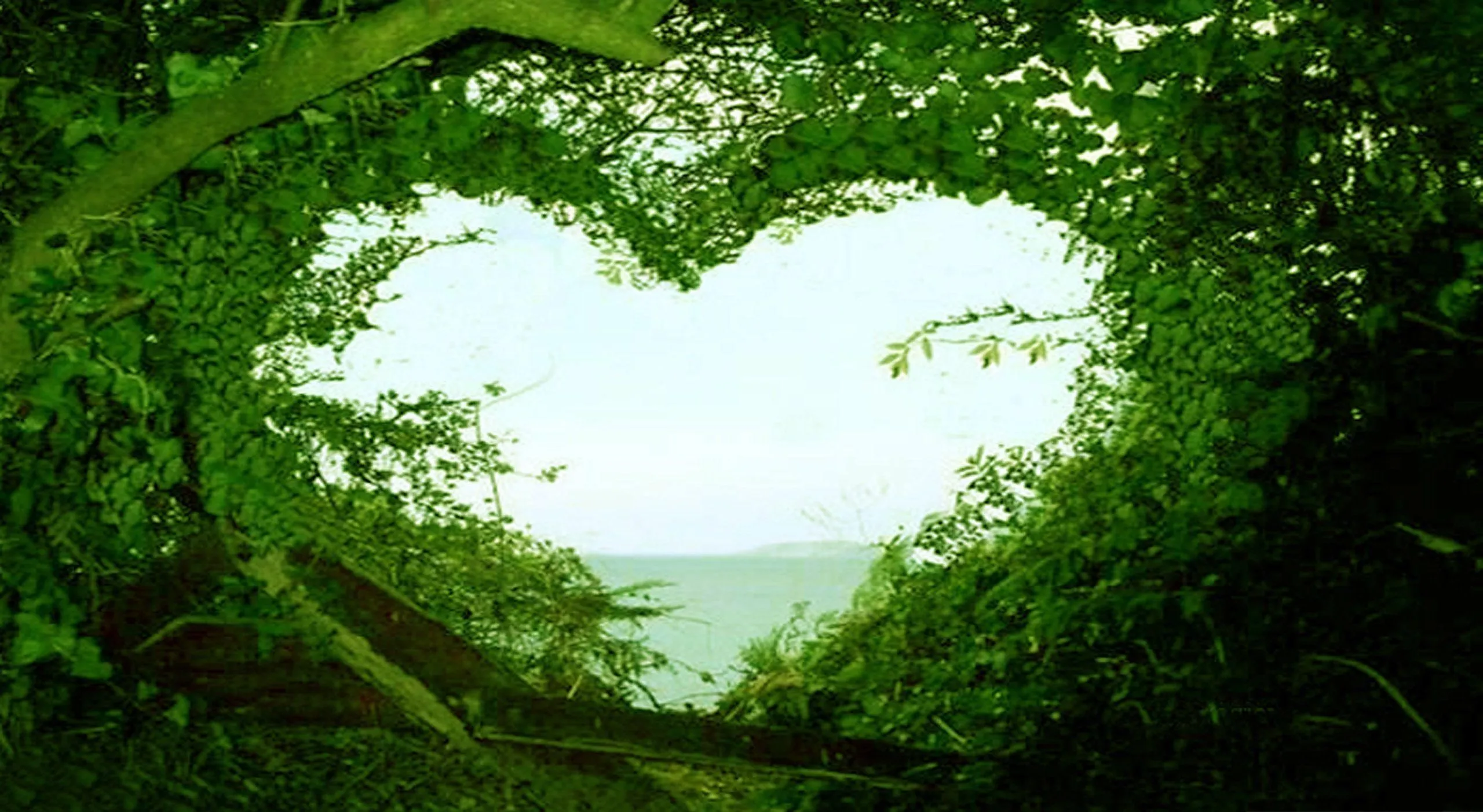 Forest Heart Window Symbolizing Nature and Romance Wallpaper
