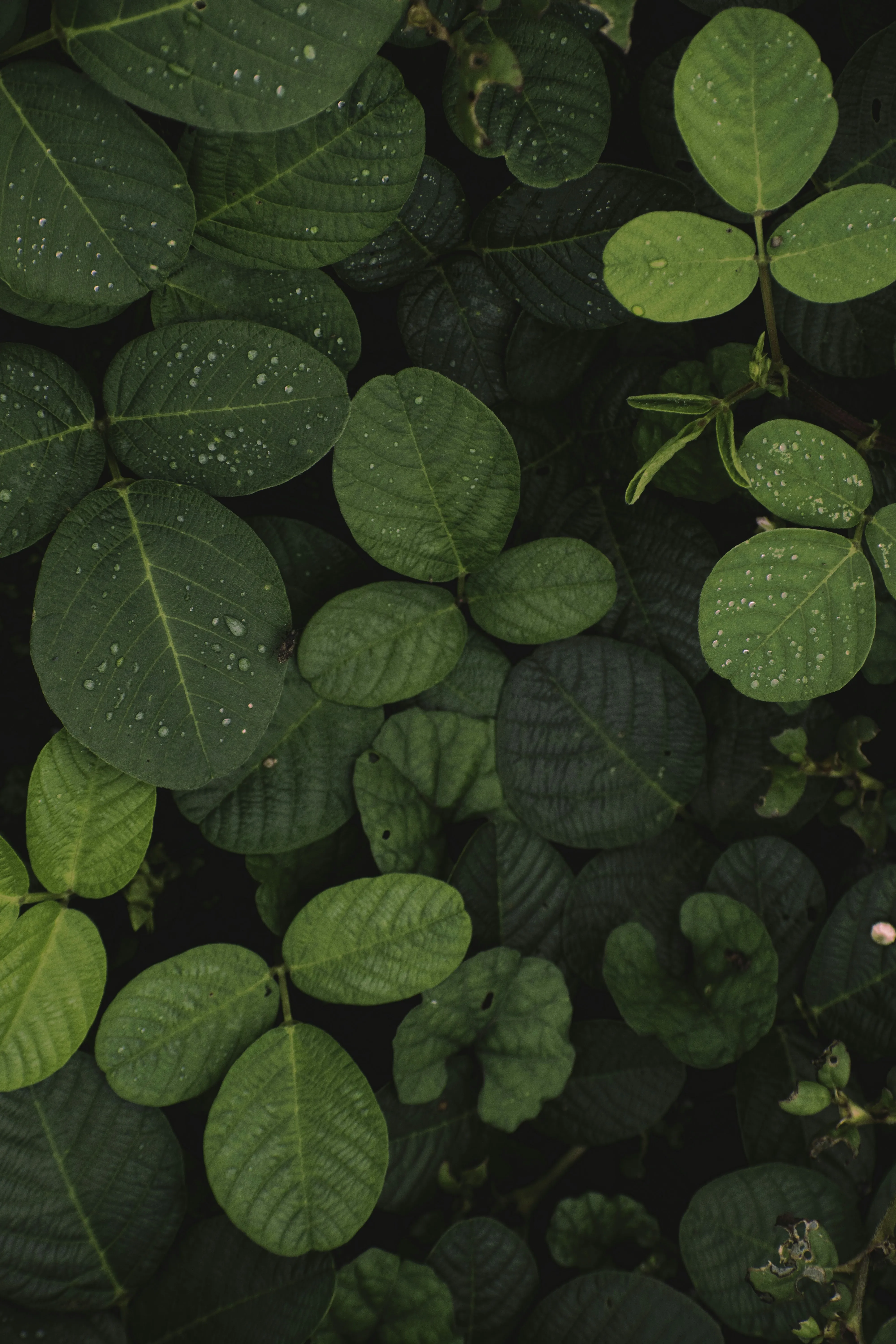 Fresh Green Leaves Represent Calmness and Balance Wallpaper