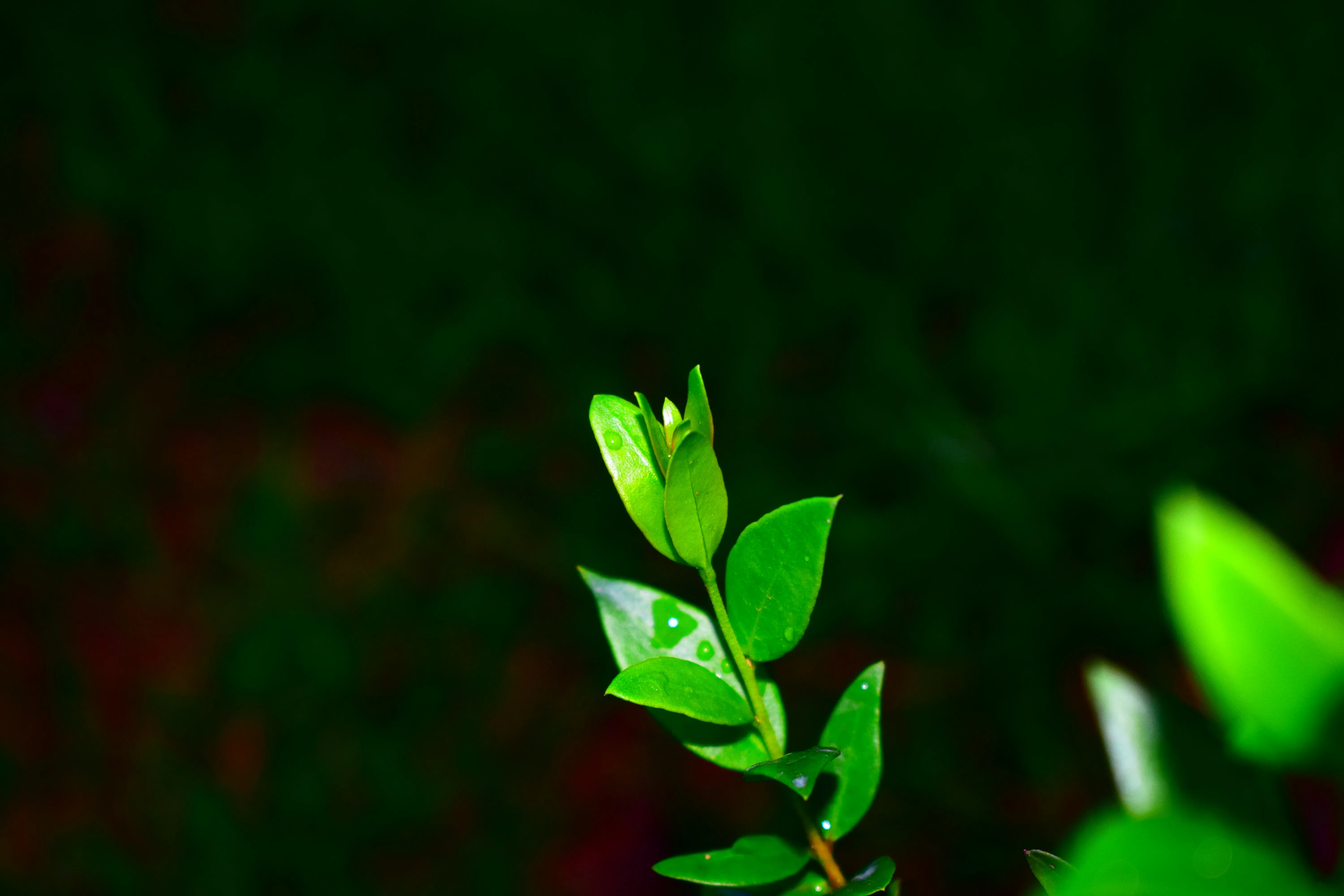 Fresh Green Leaves Showing New Beginnings of Love Wallpaper