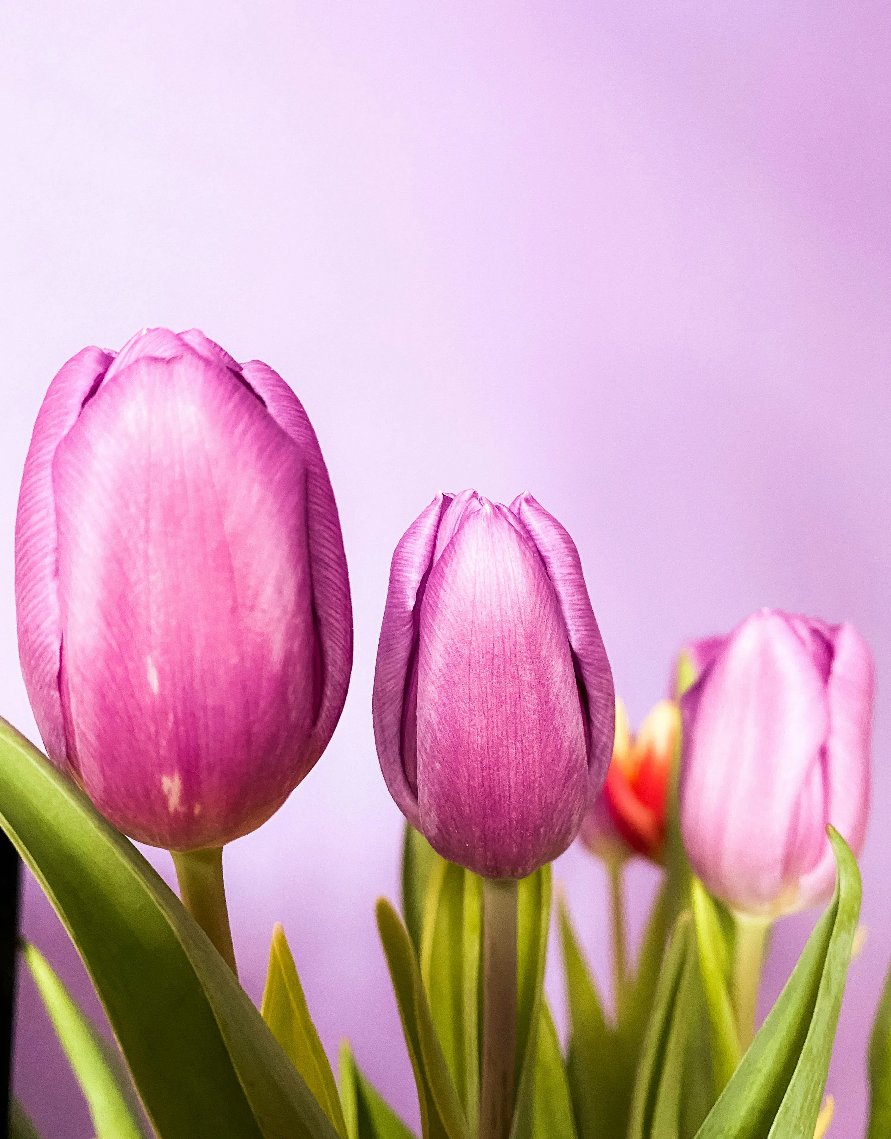 Fresh Pink Tulips Blooming in Spring Garden Love Wallpaper