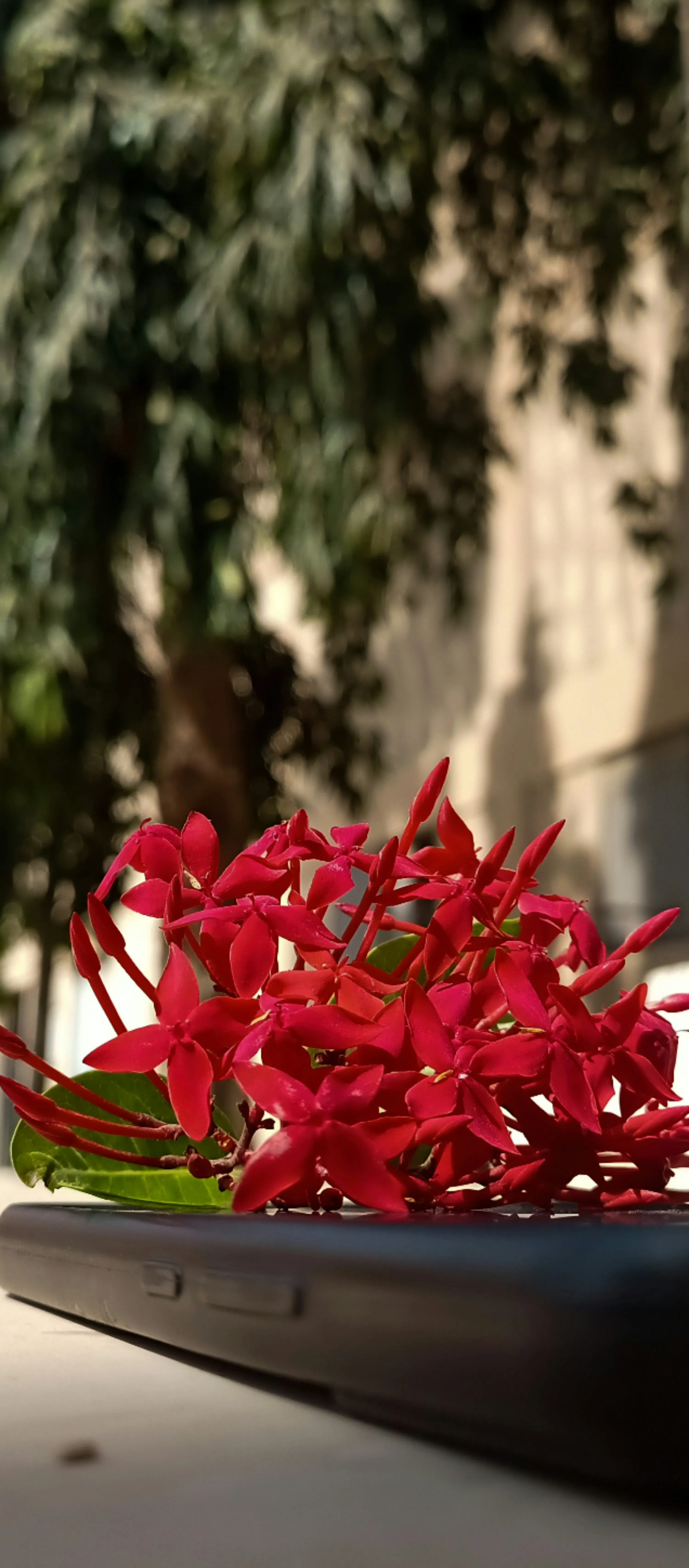Fresh Red Blooms Capturing Spirit of Passionate Love
