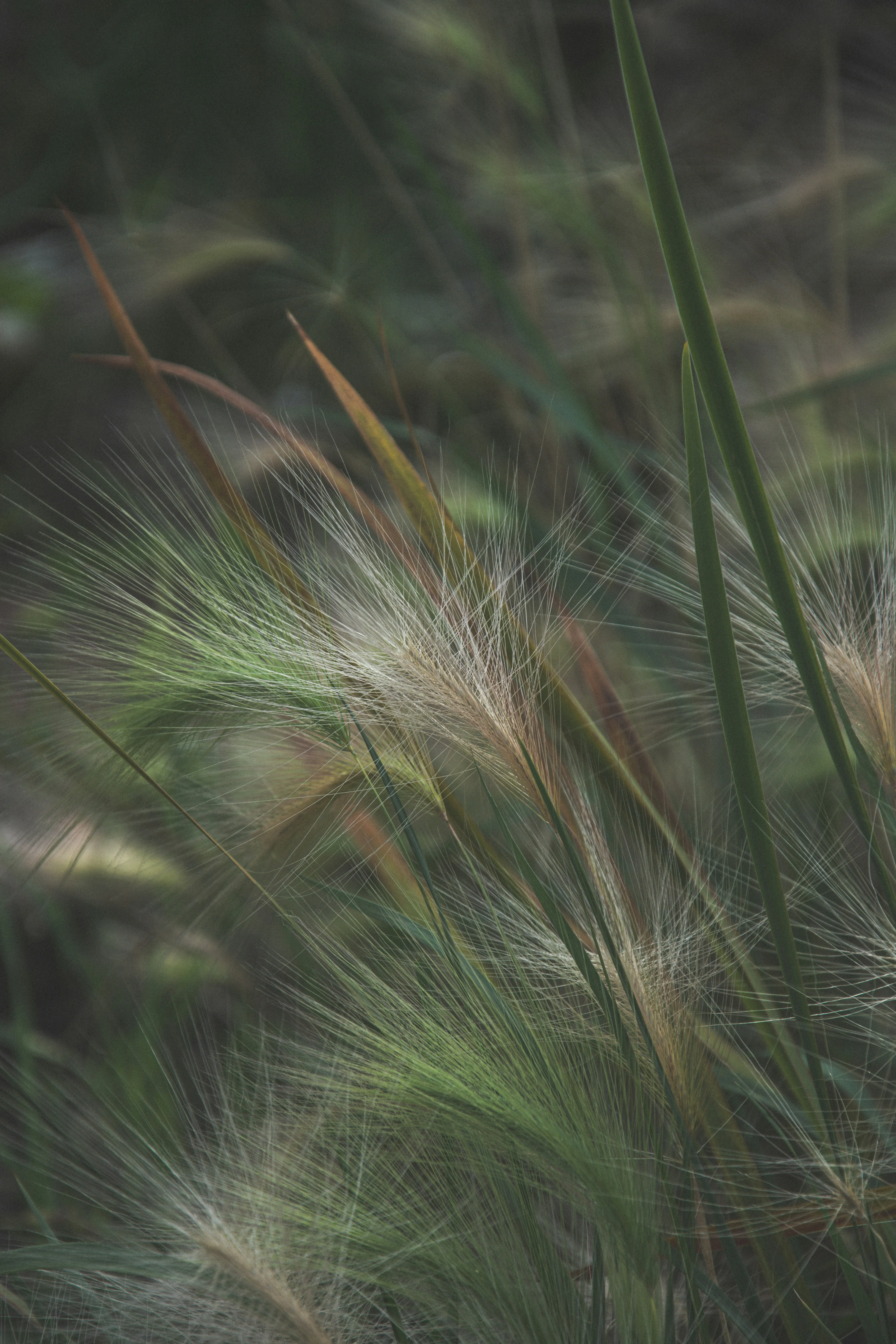 Gentle Green Grass Blowing Softly in the Breeze Wallpaper