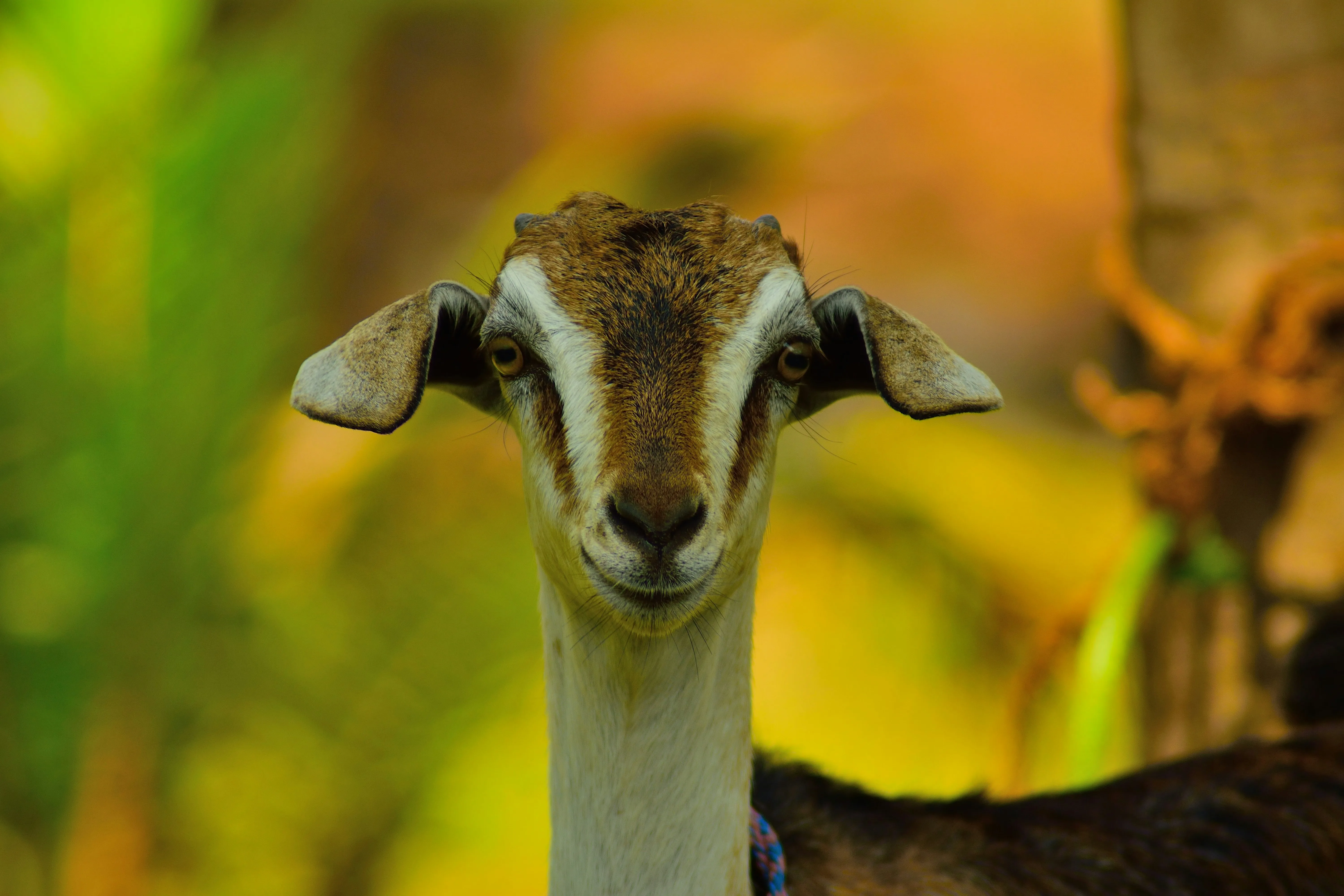 Goat in Sunlight Reflecting Innocent Natural Joy Wallpaper