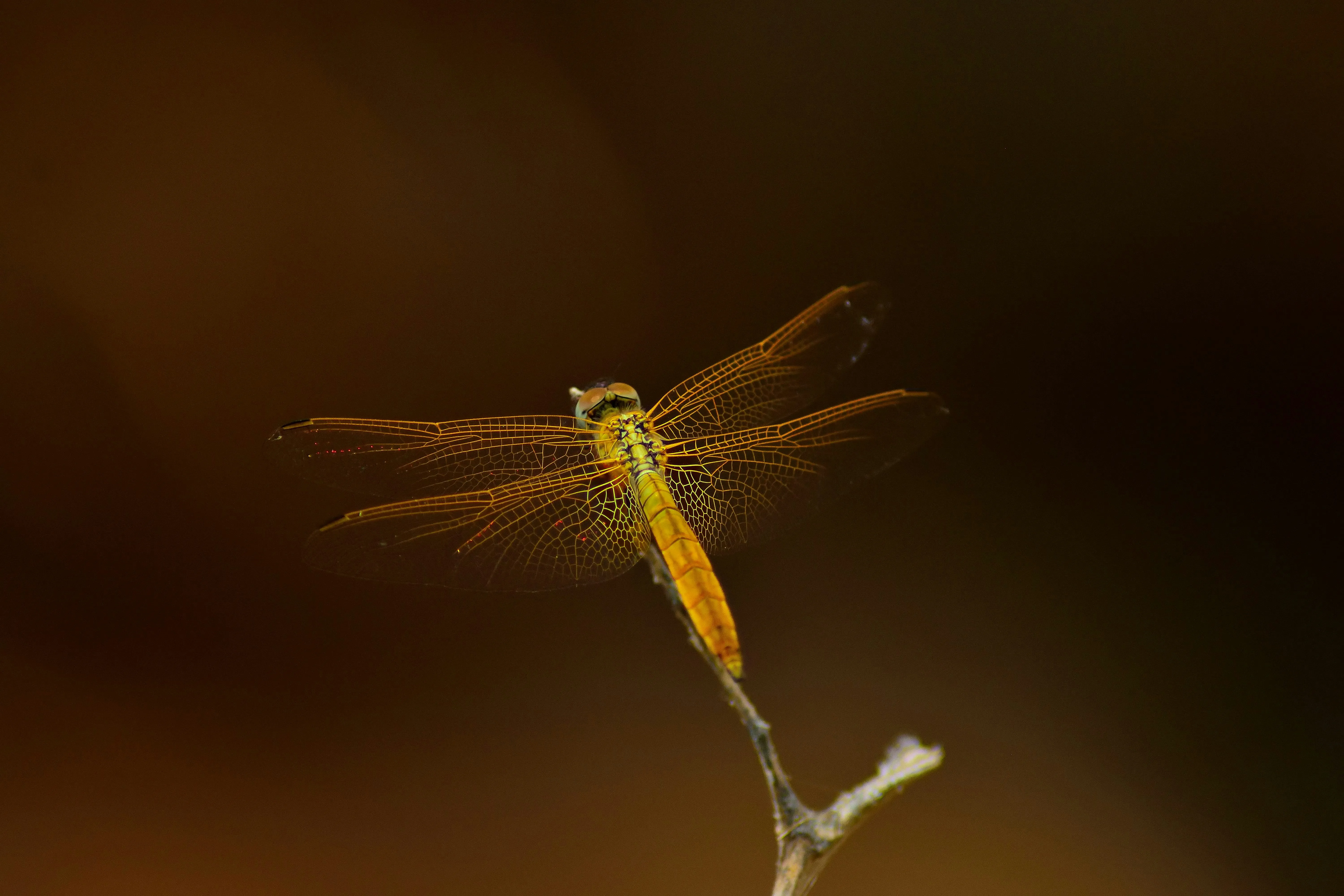 Golden Dragonfly Resting Calmly on a Thin Branch Wallpaper