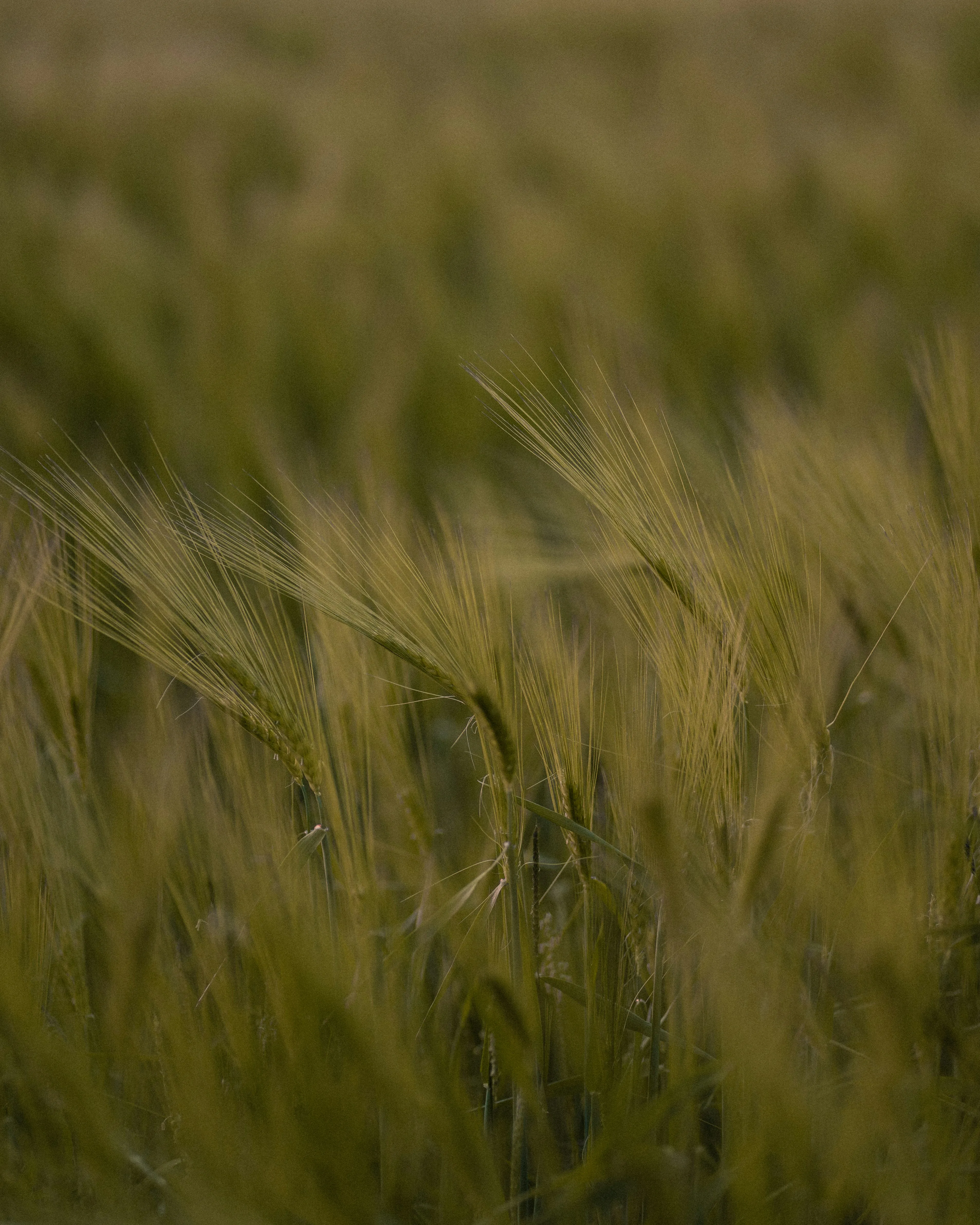 Golden Field Blowing Softly in Warm Summer Breeze Wallpaper