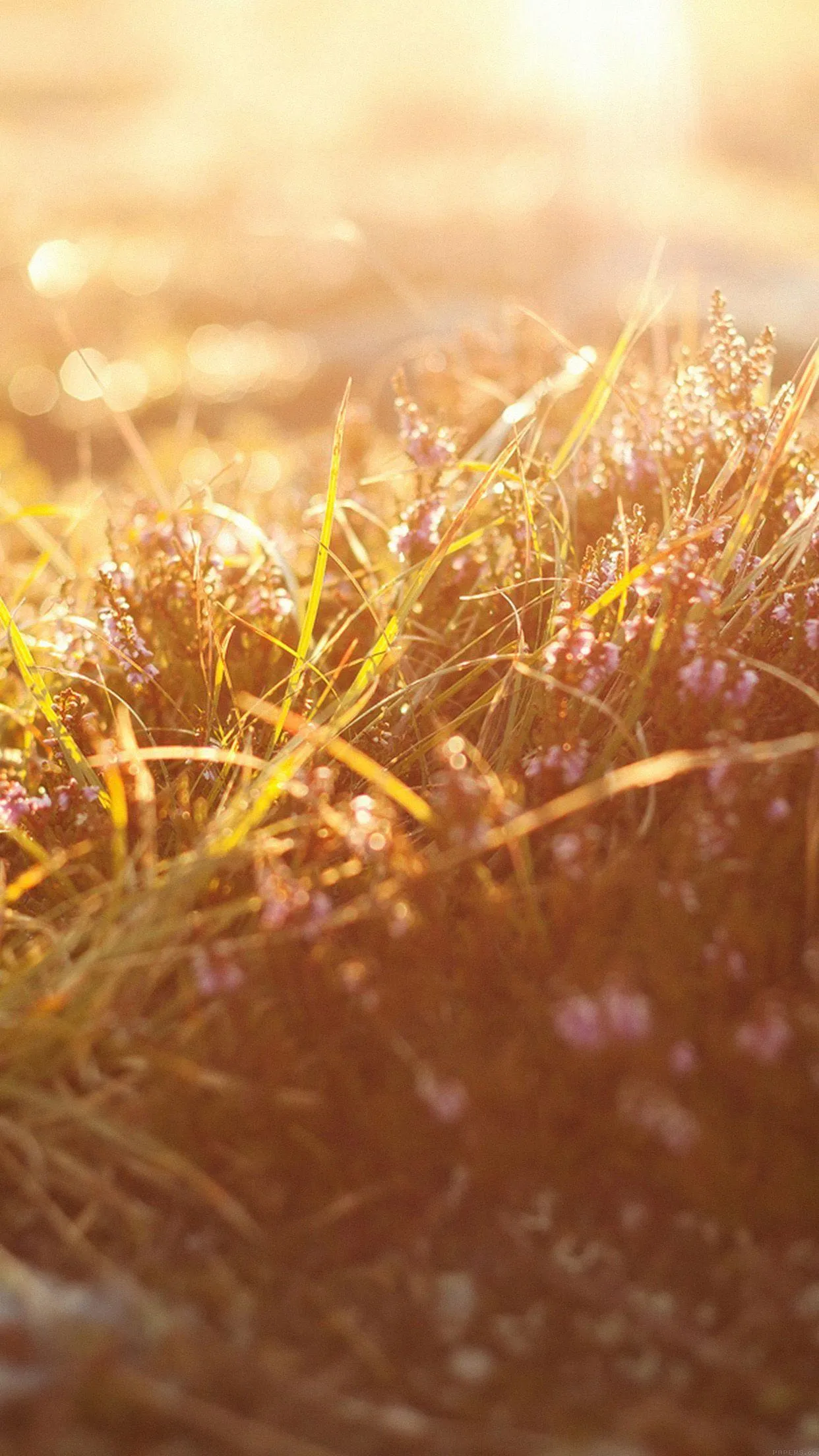 Golden Field Scene Portraying Warm Love in Nature