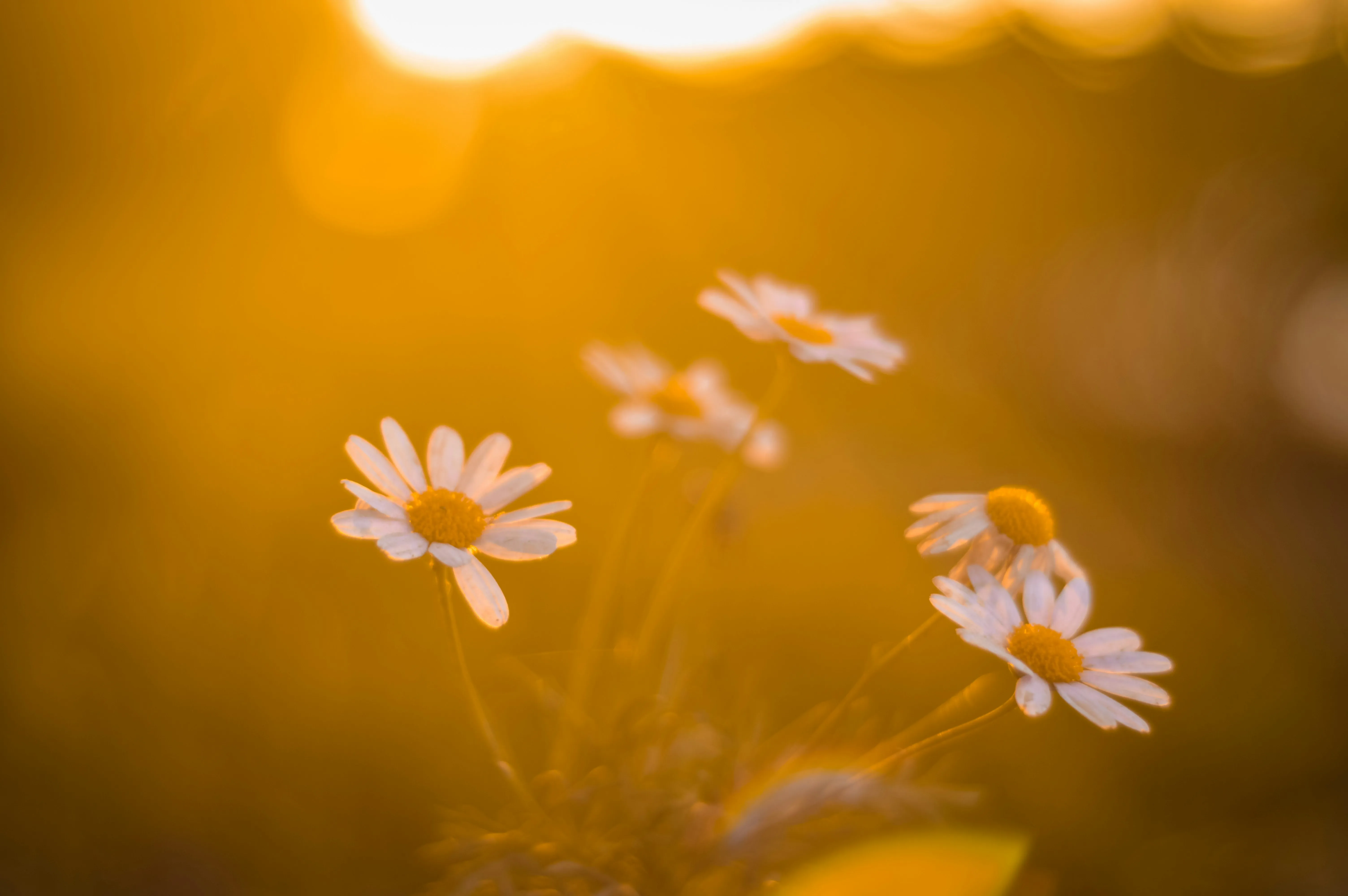 Golden Hour Flowers Representing Natural Affection Wallpaper