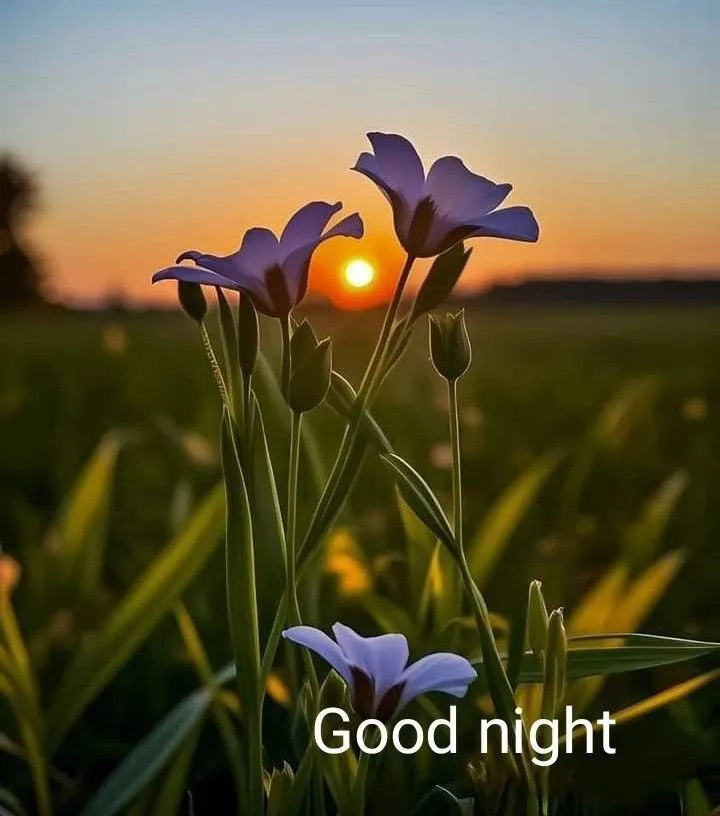 Golden Sunrise Dewdrop Sparks a Peaceful Morning Mood