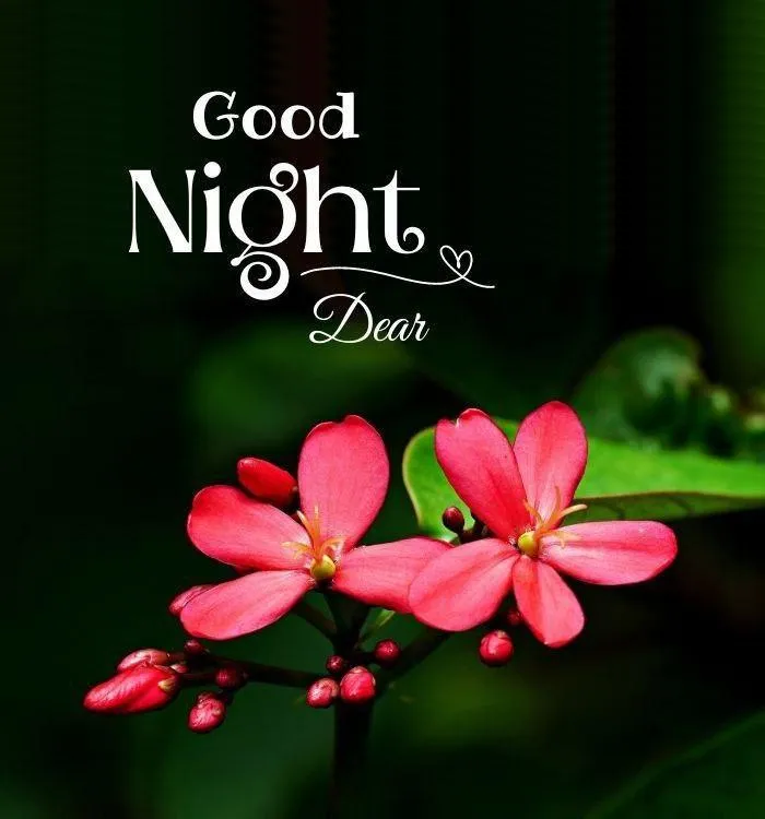 Good Morning Bright Pink Flowers with Night Greetings