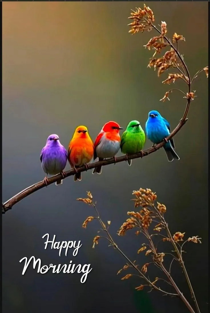 Good Morning Colorful Birds Perched on Tree Branch