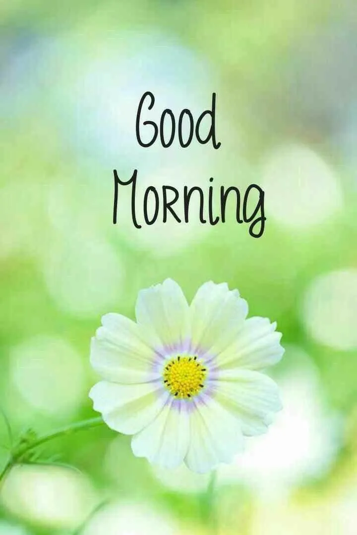 Good Morning Green Background with White Flower Wallpaper