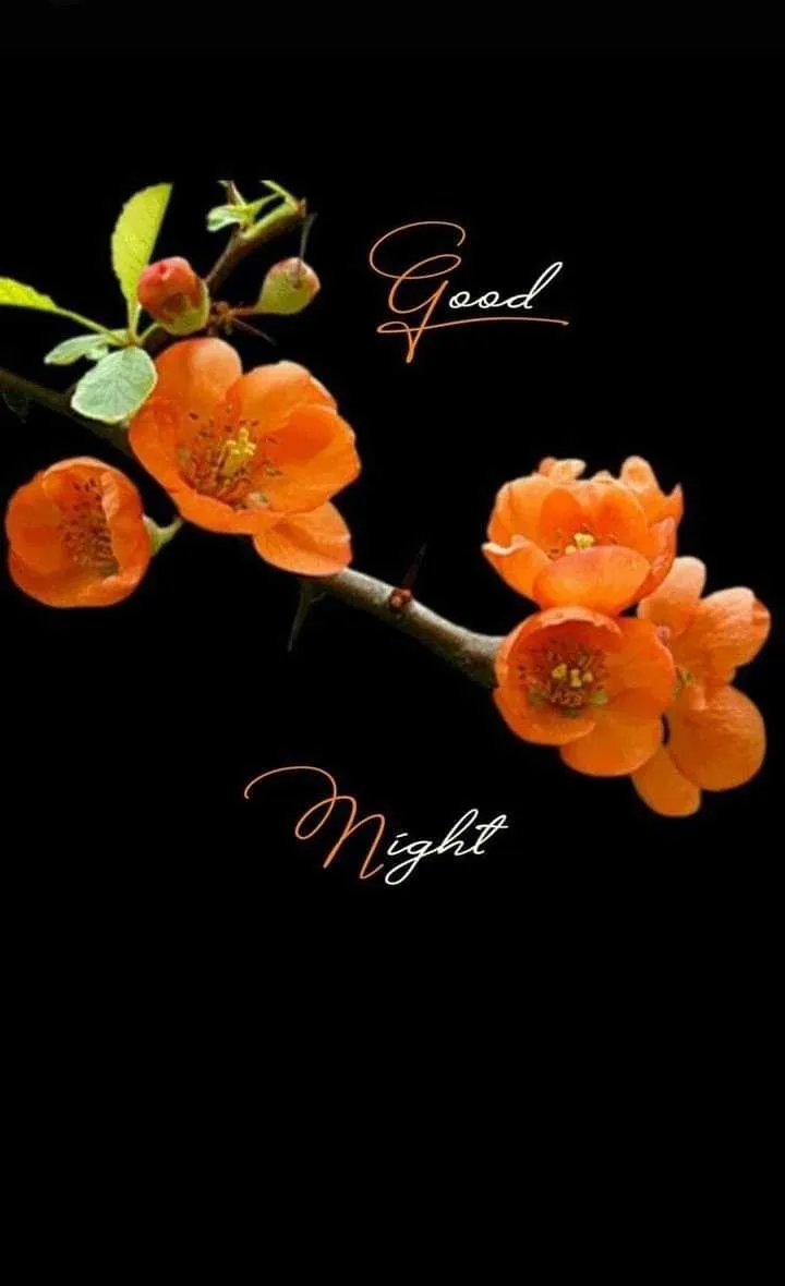 Good Morning Orange Flowers on Black Background