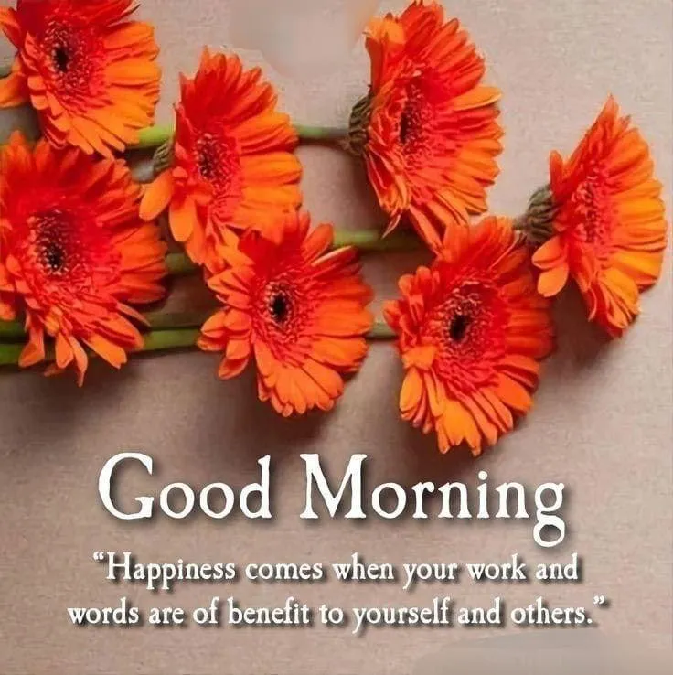 Good Morning Orange Gerbera Flowers with Soft Lighting