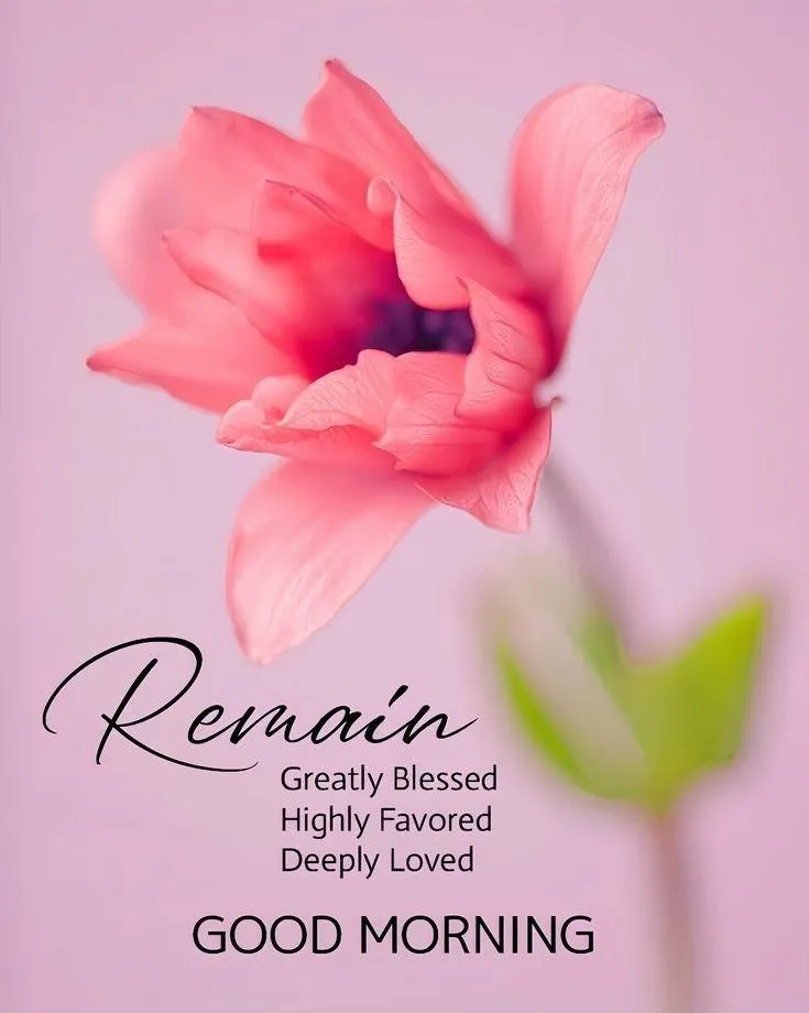 Good Morning Pink Flower with Motivational Text Wallpaper