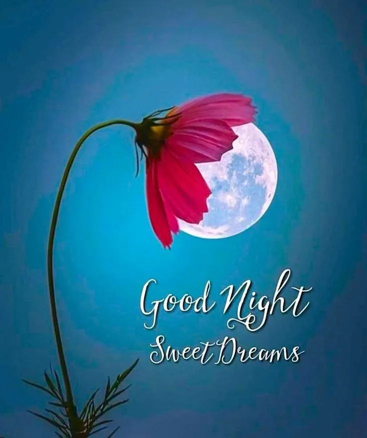 Good Morning Red and White Flower with Blue Background