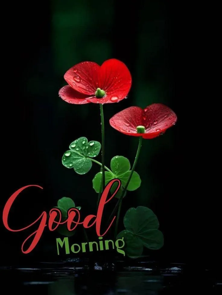Good Morning Red Poppies on Dark Background Message