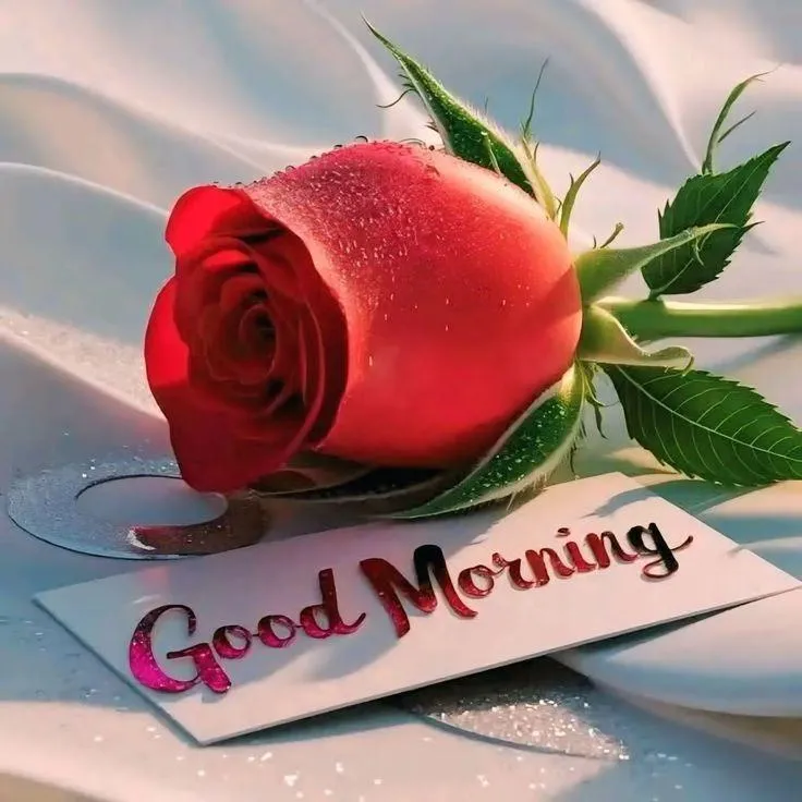 Good Morning Red Rose Flower with Morning Greetings