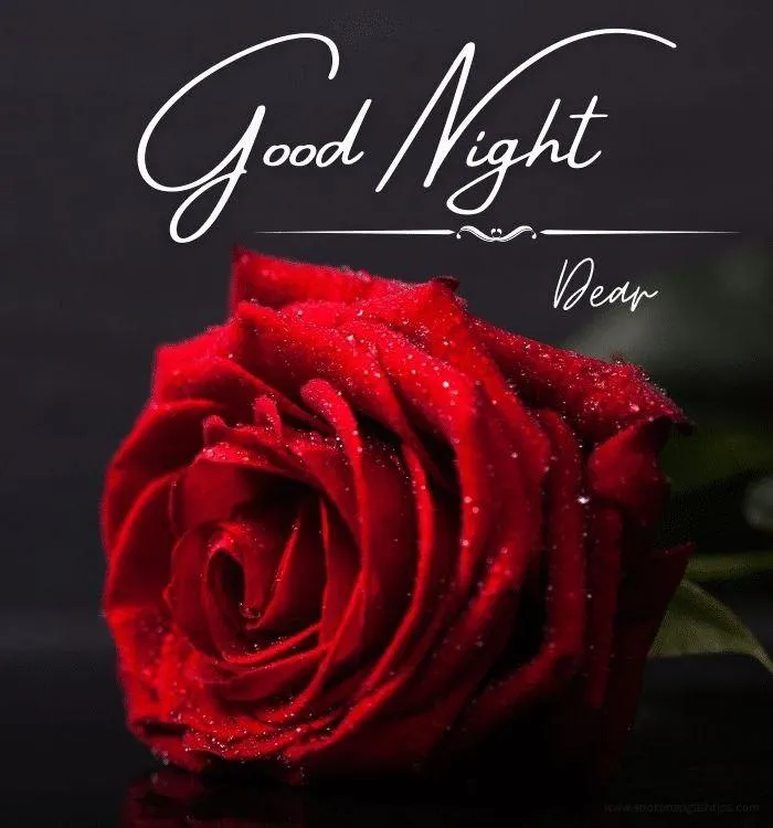 Good Morning Romantic Red Rose with Beautiful Script