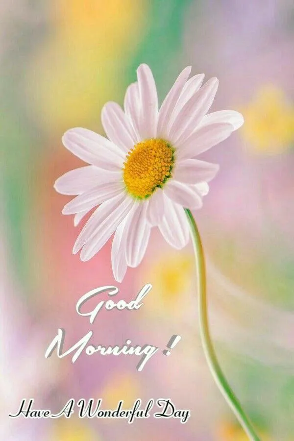 Good Morning White Daisy with Text Free Hd Wallpaper