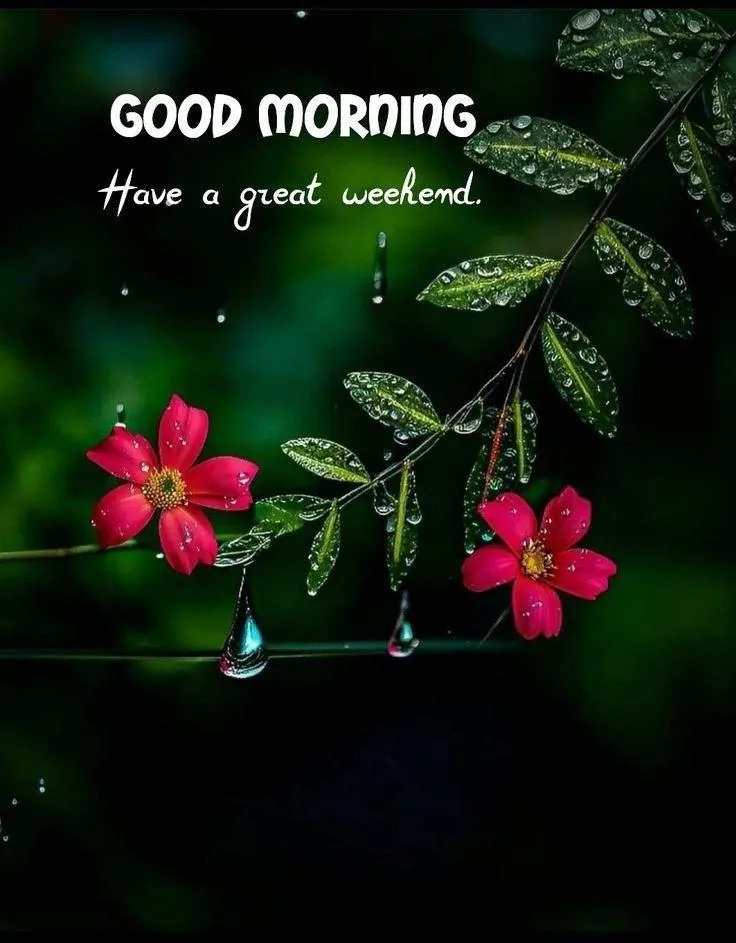 Good Morning with Dark Green Leaves and Pink Flowers