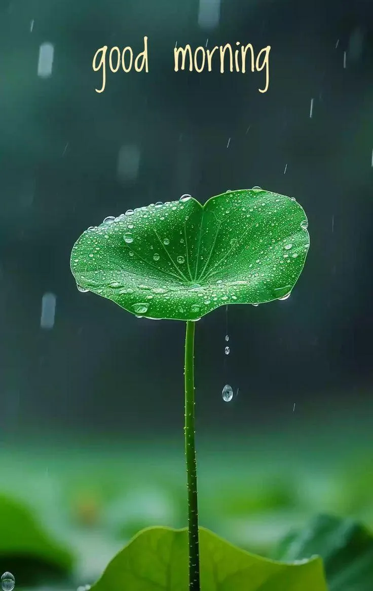 Good Morning with Green Lotus Leaf and Dew Drops Wallpaper