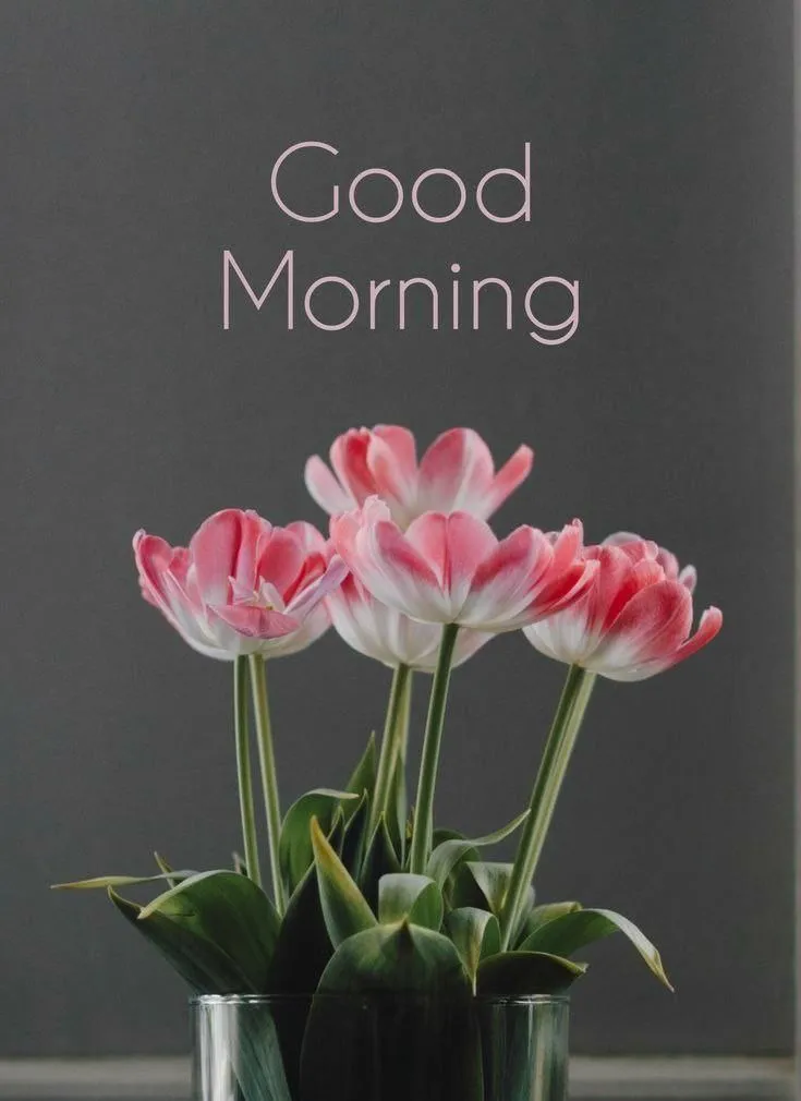 Good Morning with Pink Flowers on Dark Background