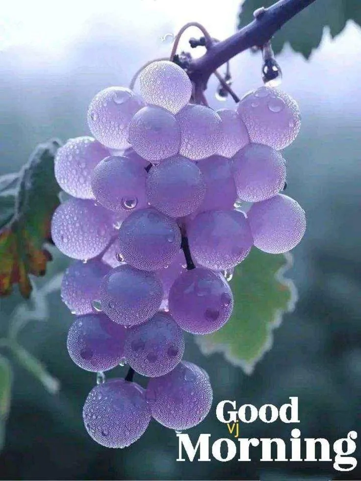 Good Morning with Purple Grapes Free Hd Wallpaper