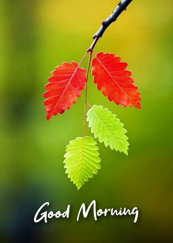 Good Morning with Red and Green Leaves on Black Background