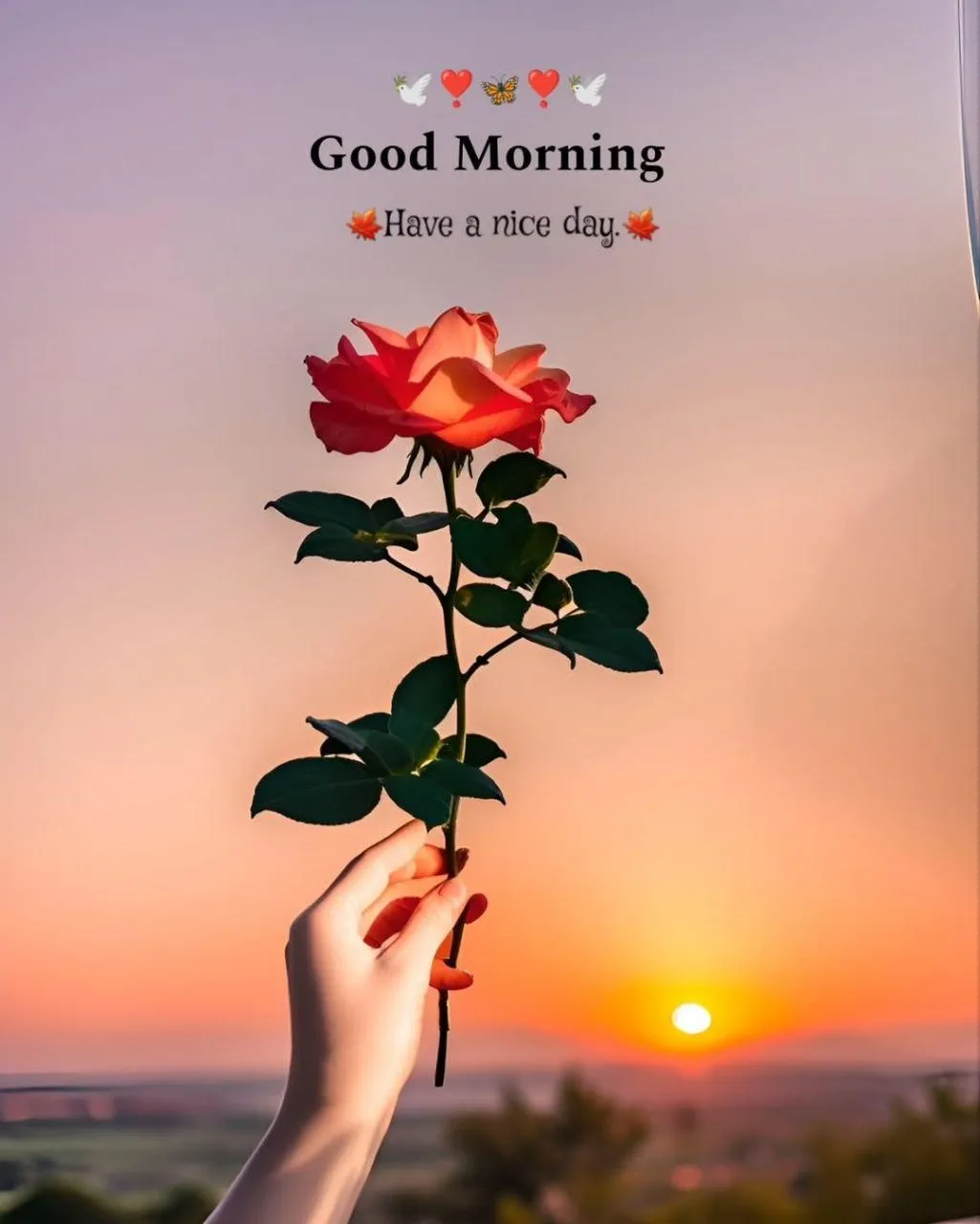 Good Morning with Rose Flower and Sunset View Image