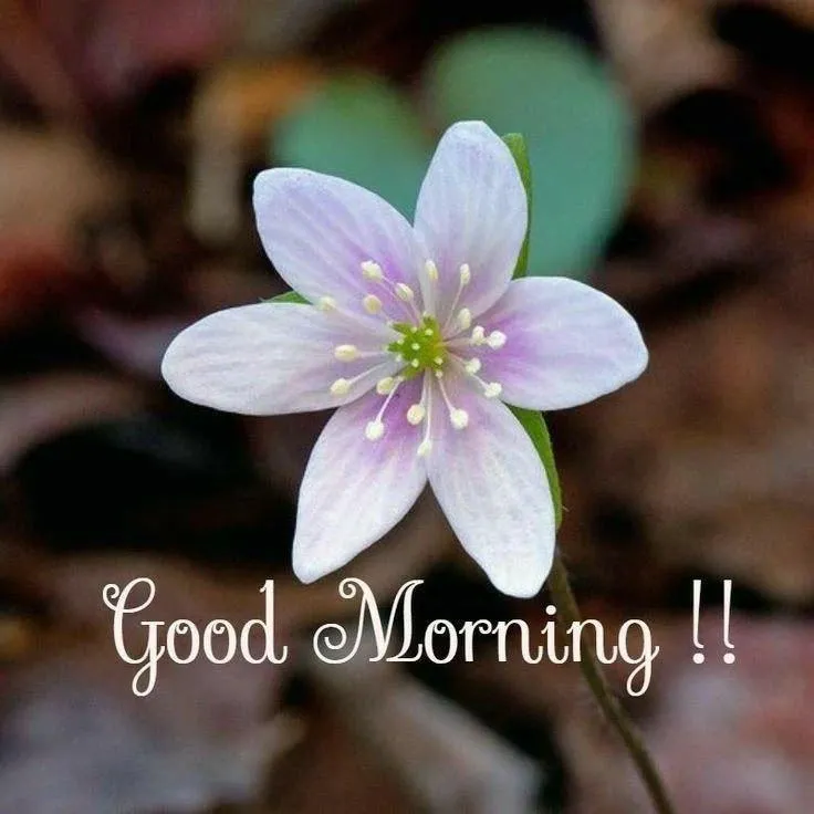 Good Morning with White Flower and Brown Background