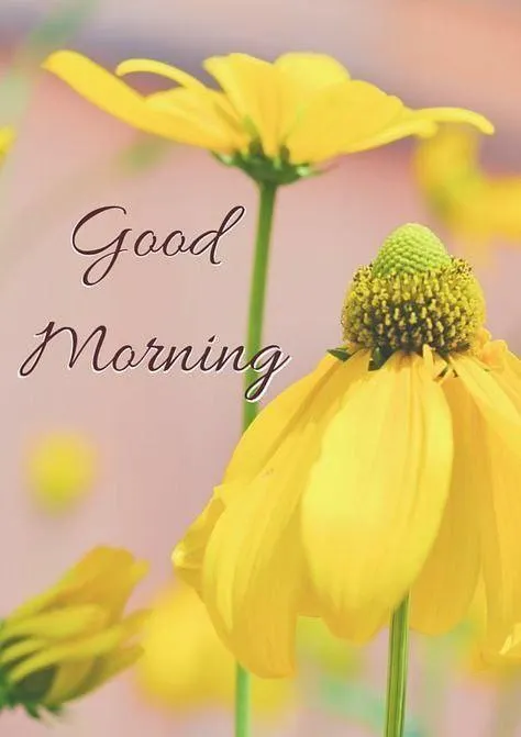 Good Morning with Yellow Flower and Soft Light Wallpaper