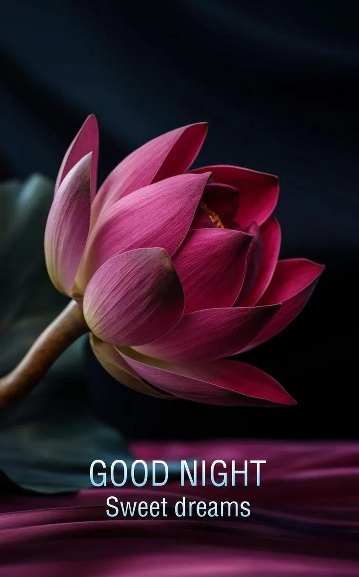 Good Night Pink Lotus Flower on Black Background Image