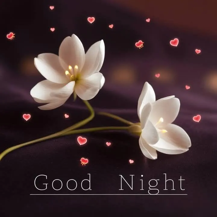 Good Night Wishes with White Flower and Soft Light