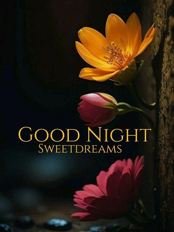 Good Night with Single Rose and Warm Background Image