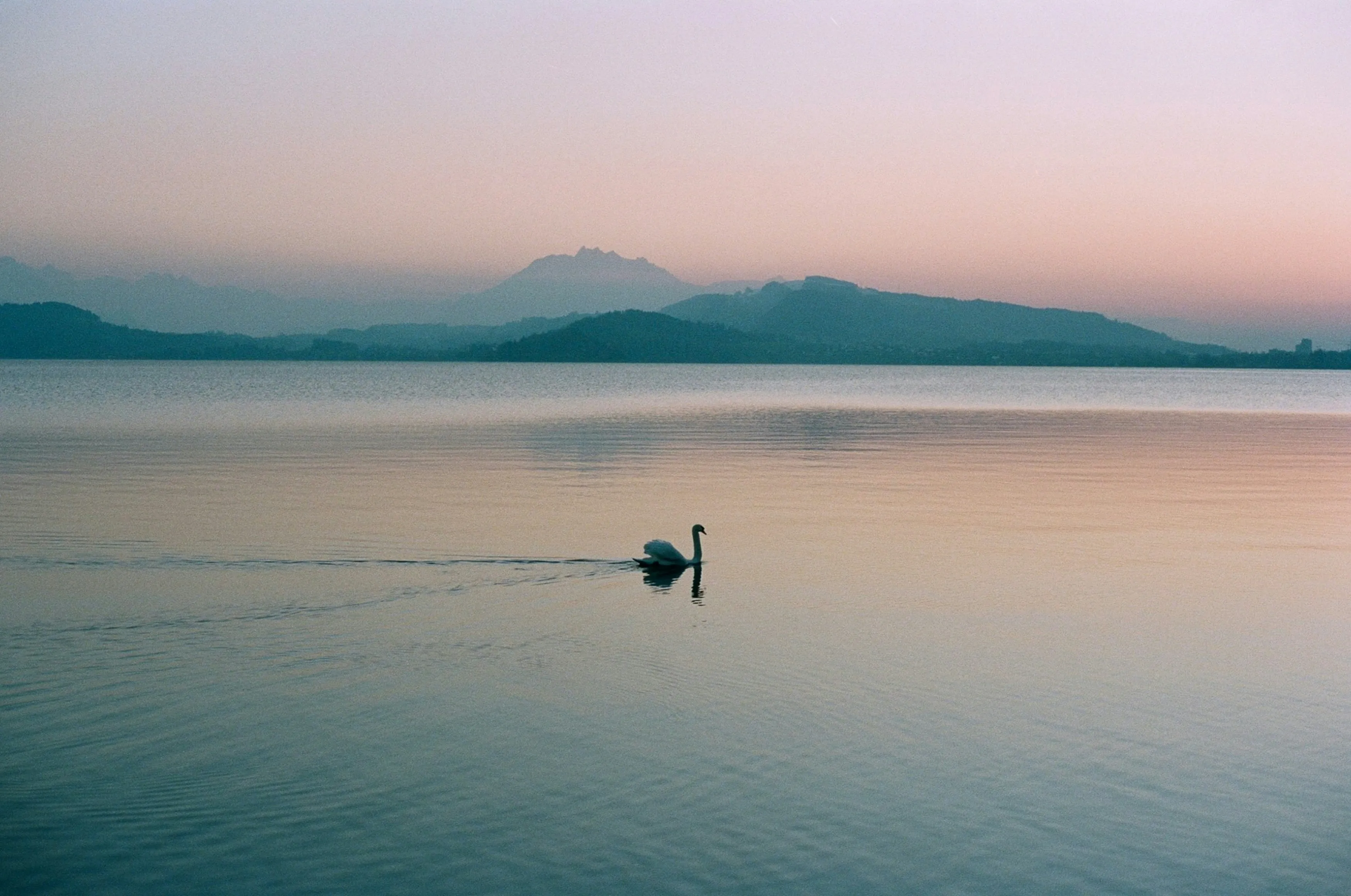 Graceful Swan Gliding Peacefully on a Serene Sunset Lake