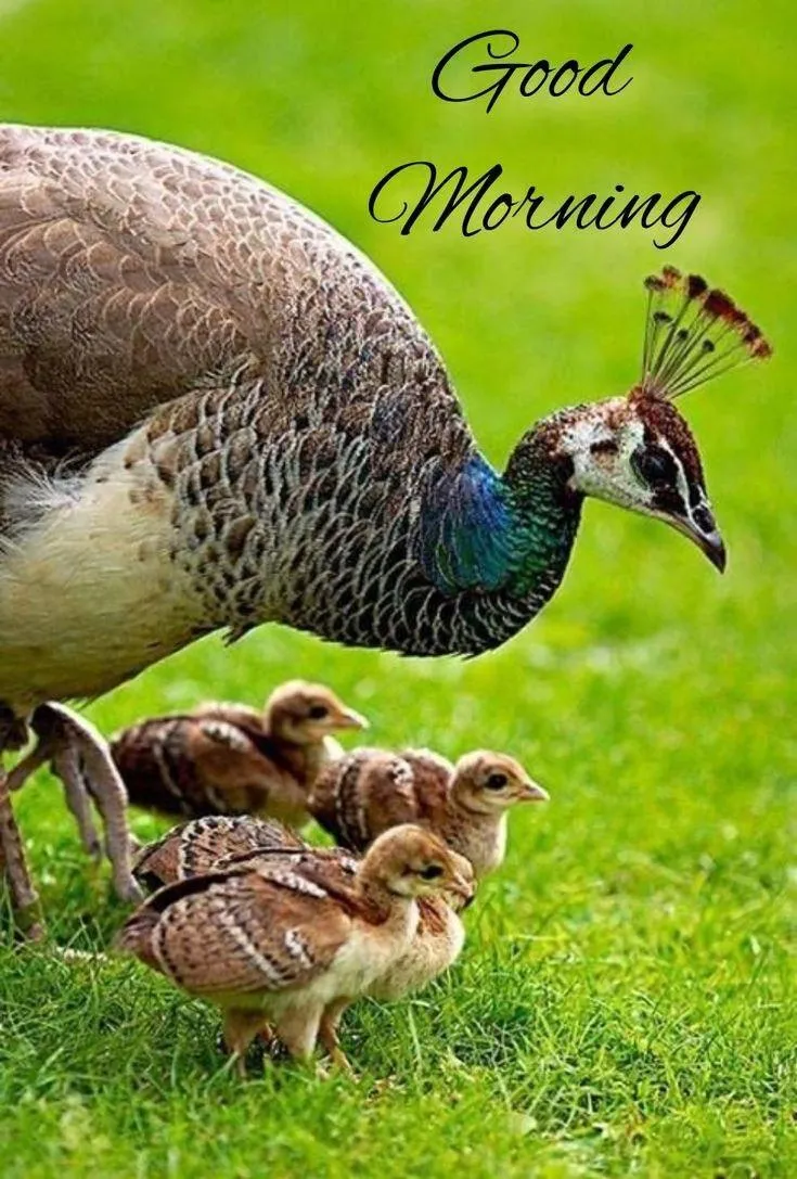 Grazing Animals on Grassland with Peaceful Morning Wish