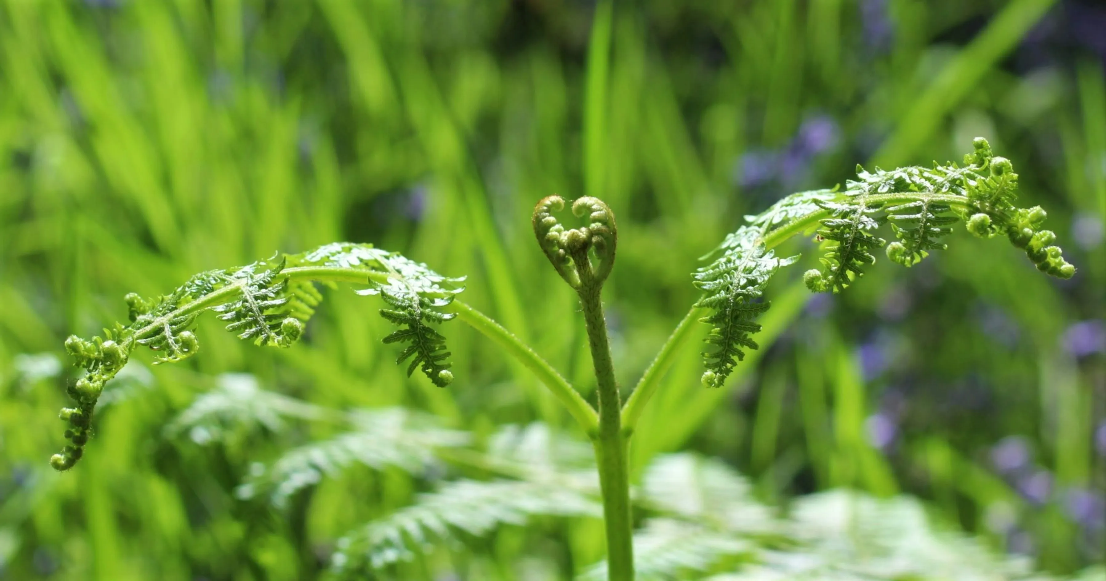Green Field with Plants Showing Natural Calm Wallpaper
