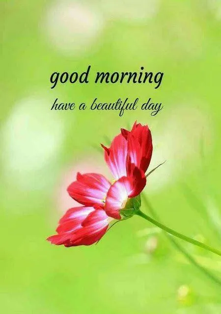 Green Leaf Background with Elegant Text and Pink Rose