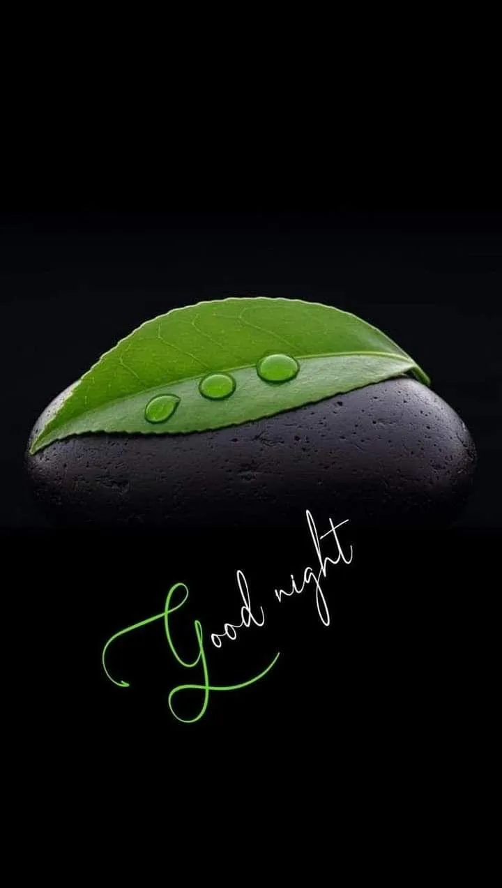 Green Leaf Over Black Background Sends Good Nightphoto