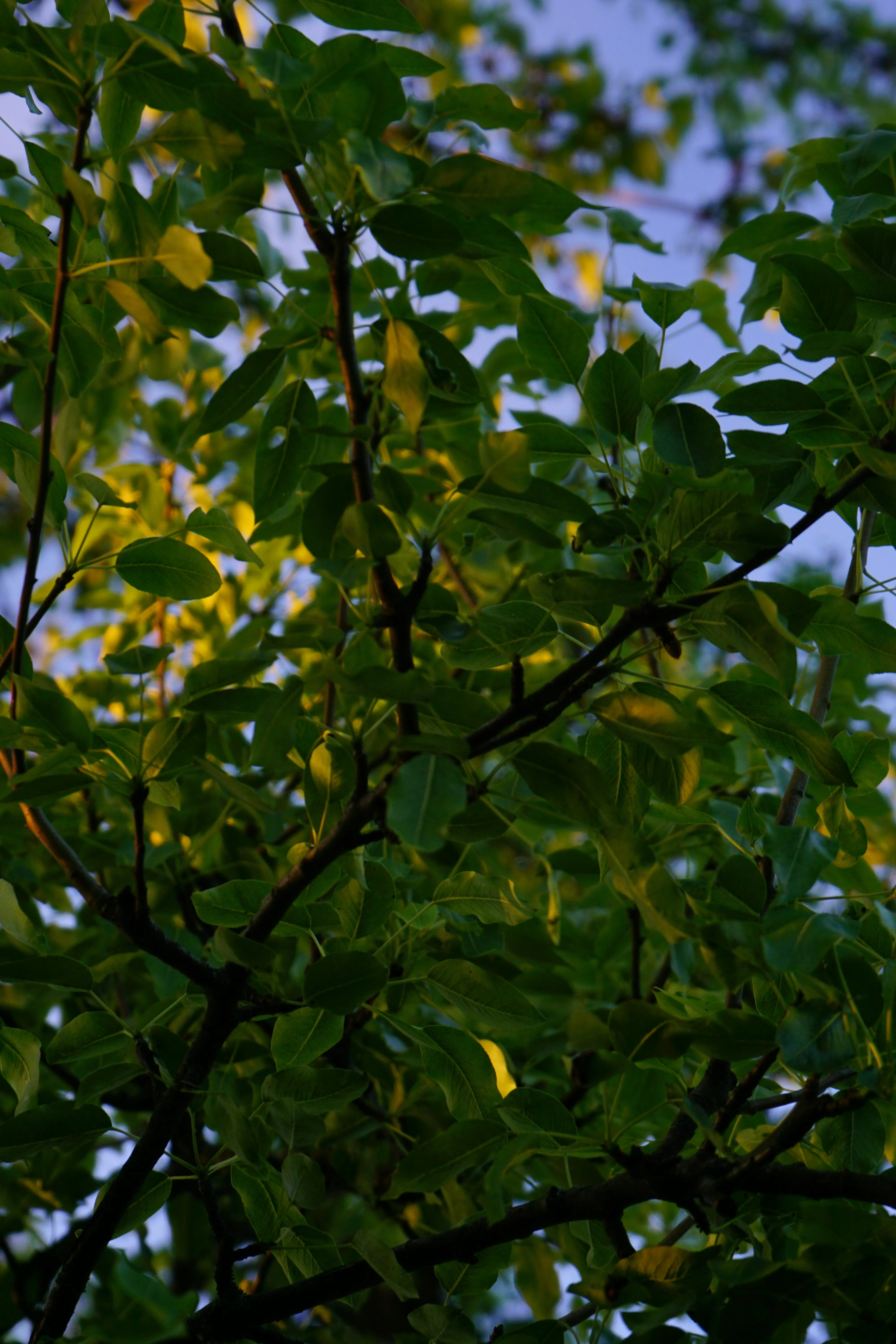 Green Leaves Glowing Brightly in Morning Sunlight Wallpaper
