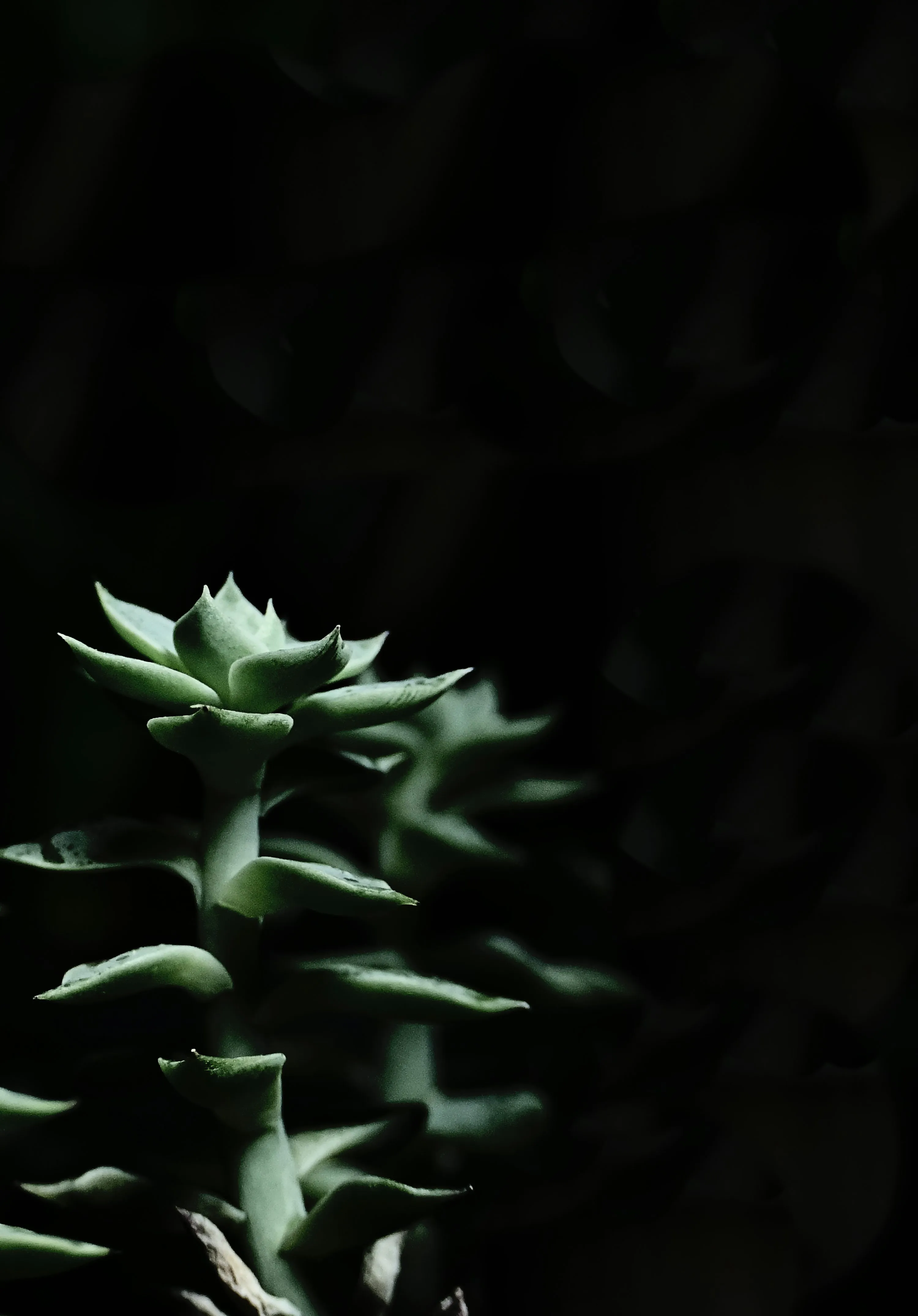 Green Plant Under Light Showing Life and Love Wallpaper