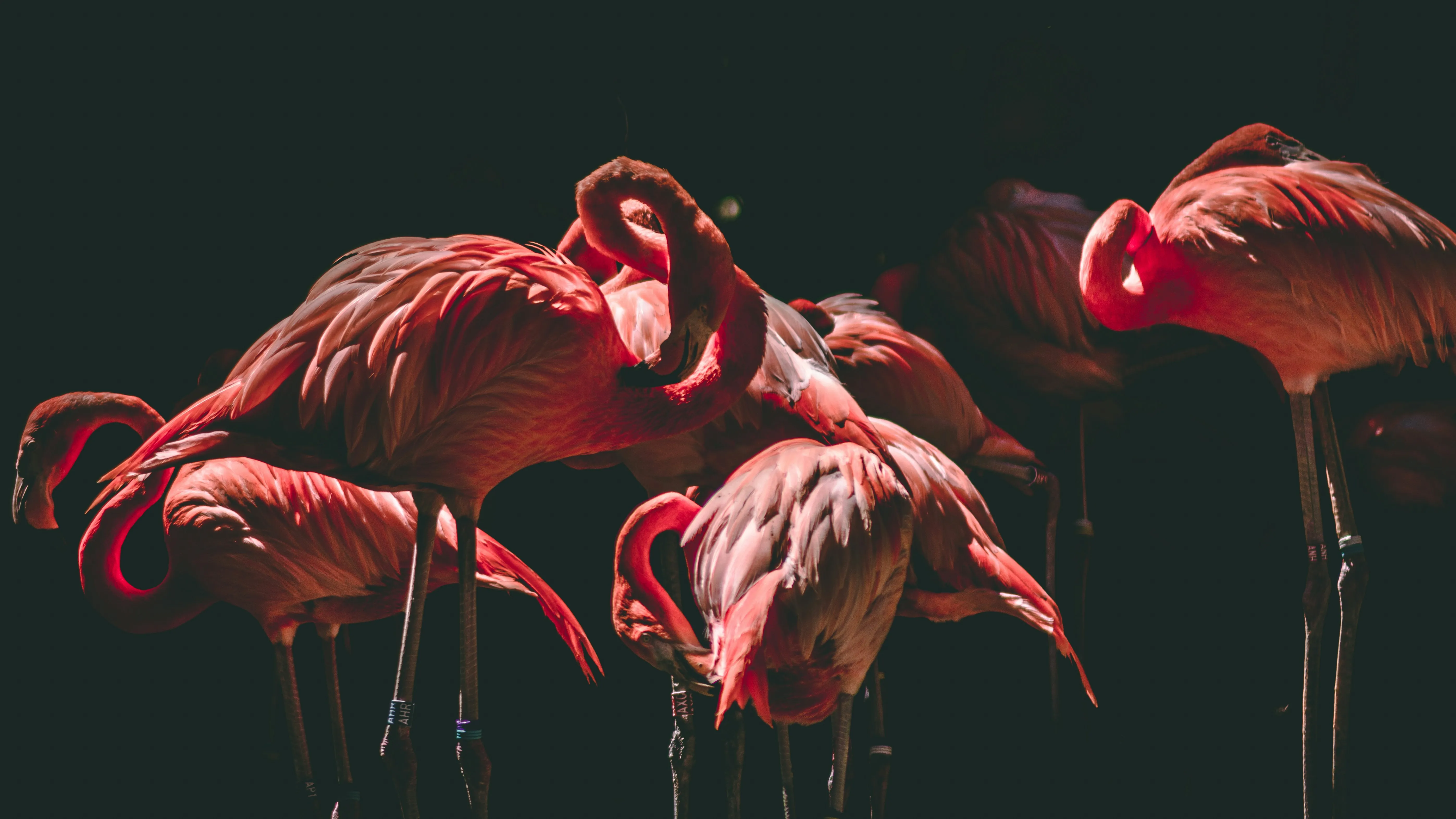 Group of Flamingos Standing Gracefully Together Wallpaper