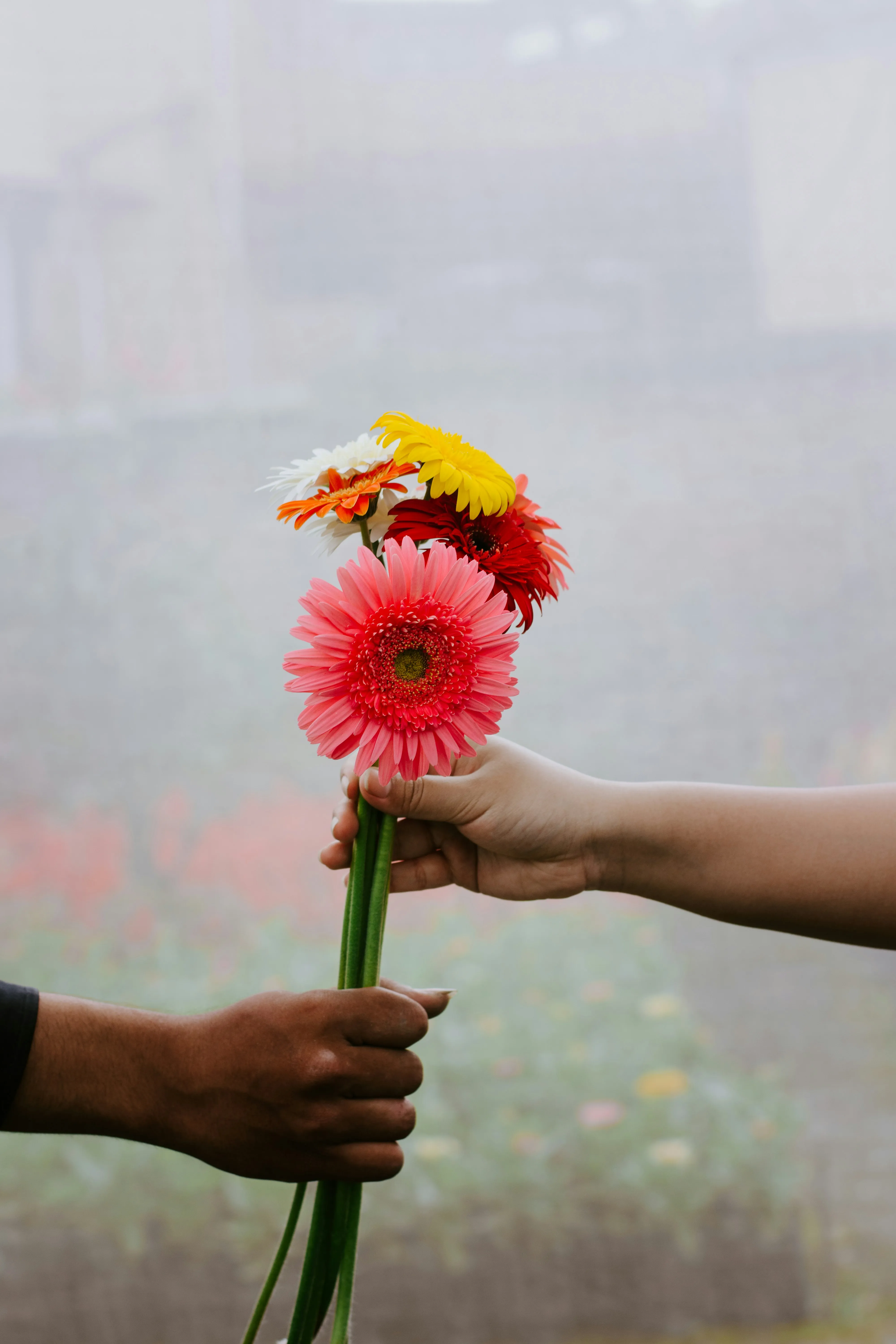 Hand Holding Flower Sharing a Message of Love Wallpaper