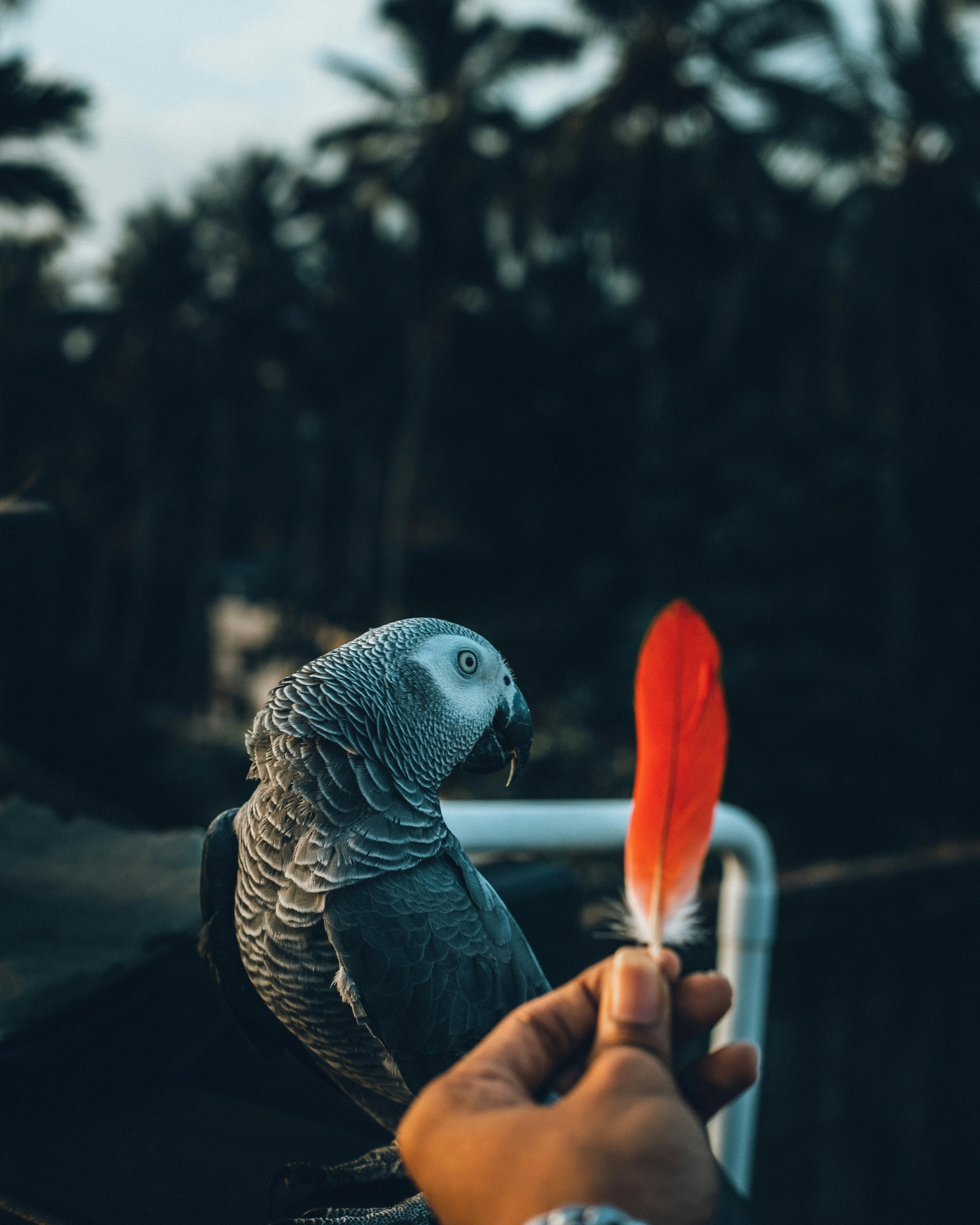 Hand Holding Parrot Showing Bond of Trust and Love Wallpaper