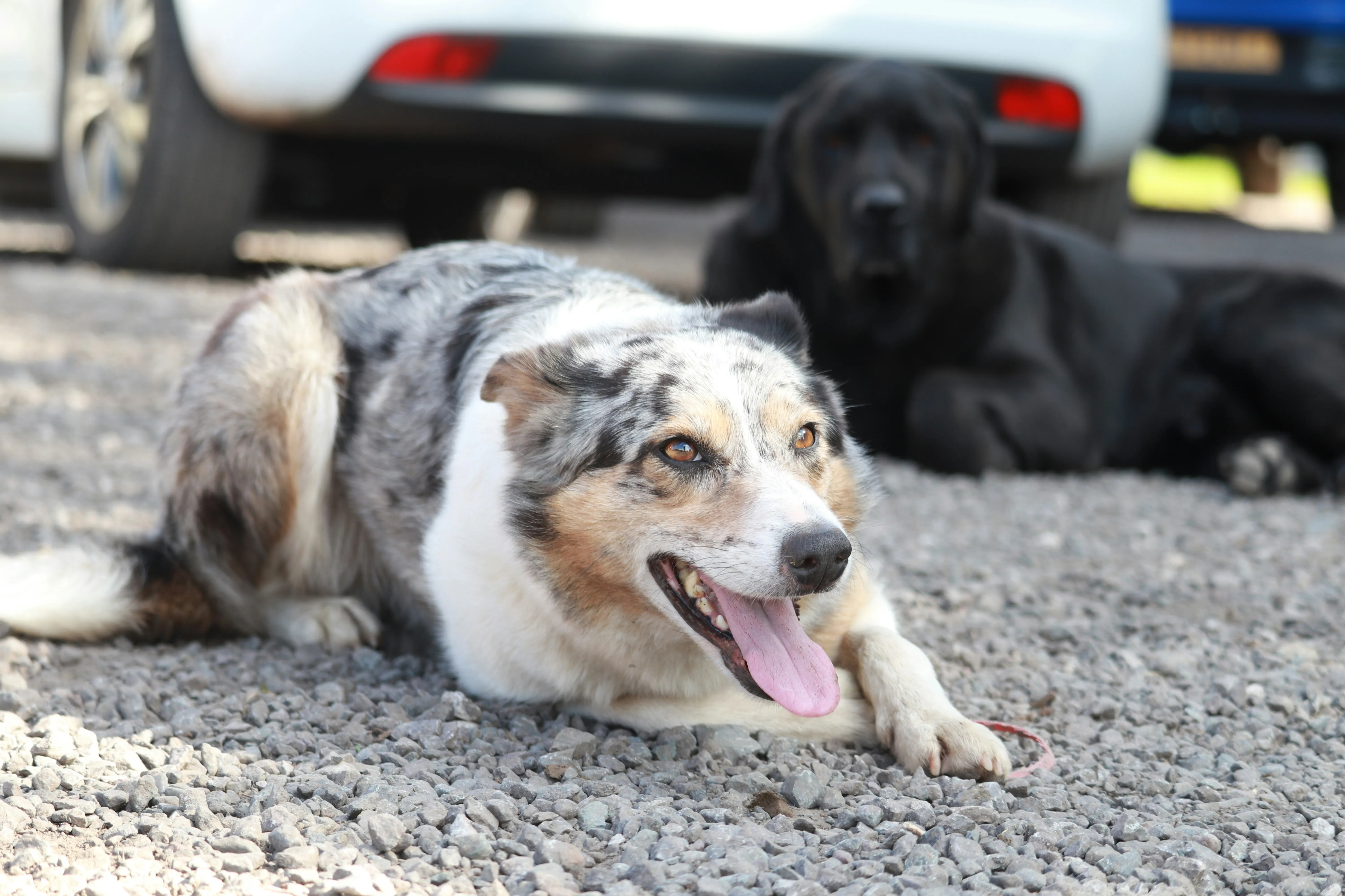 Happy Dog Resting on Pavement During Sunny Day Wallpaper