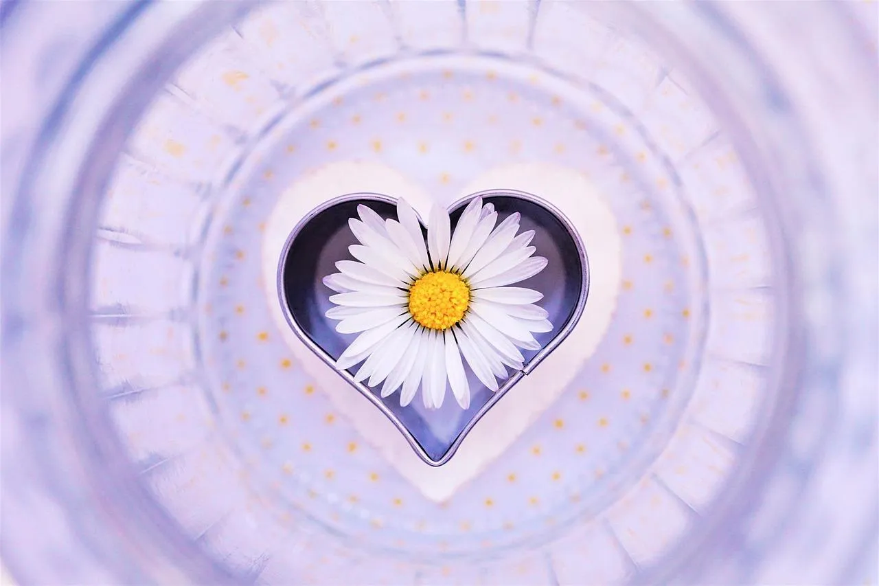 Heart Frame with Daisy Showing Pure and Calm Love Wallpaper