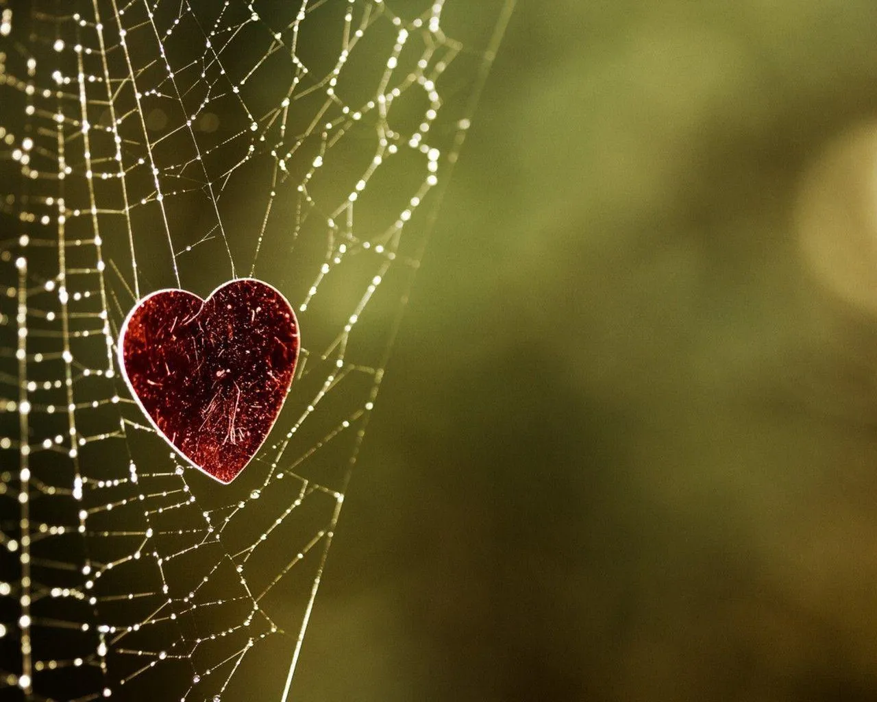 Heart on Spider Web Showing Fragility of Affection