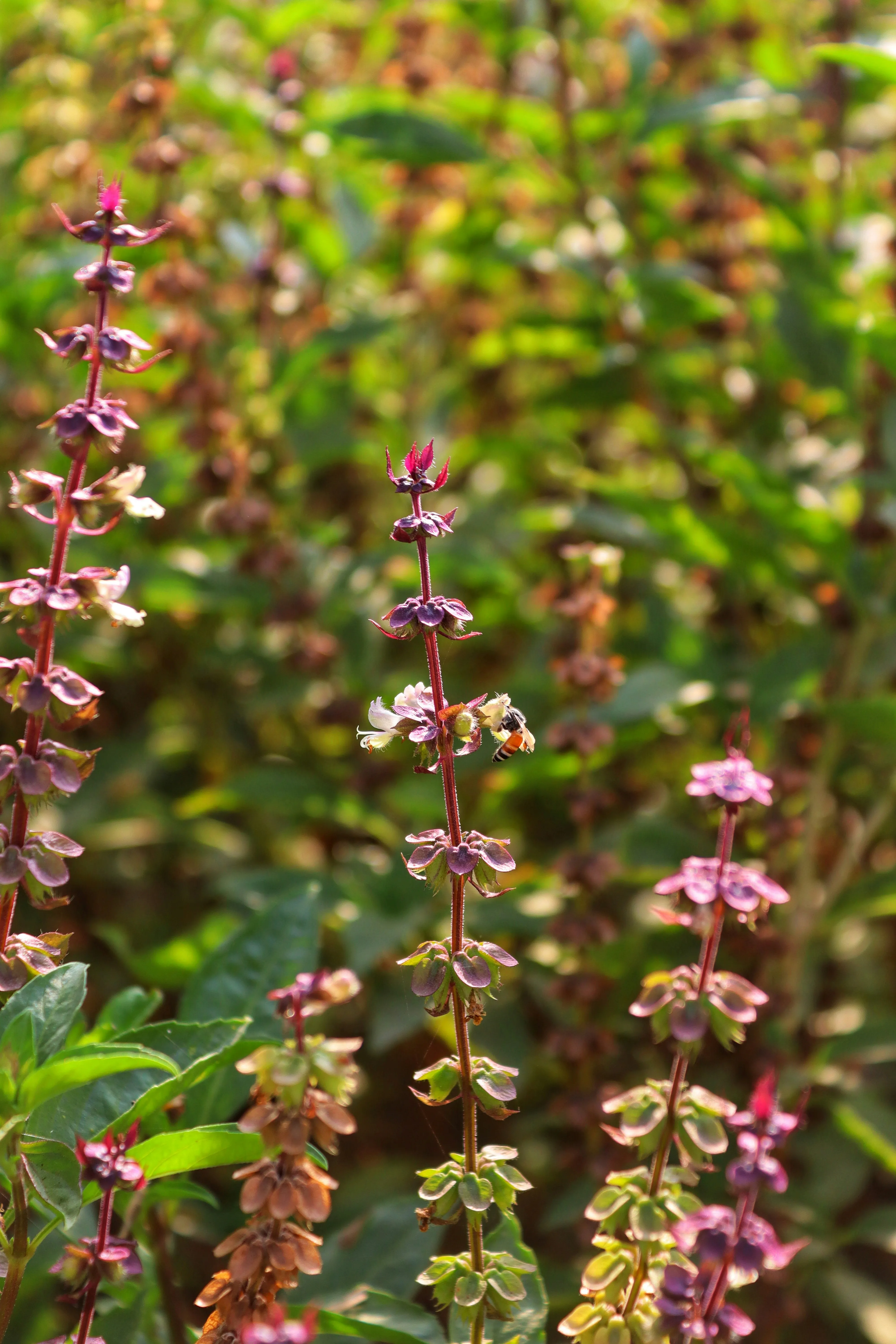 Honey Bee Collecting Nectar from Holy Basil Flowers