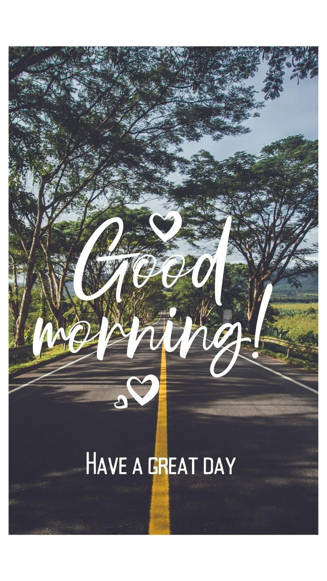 Inspirational Forest Scene Encouraging Morning Growth