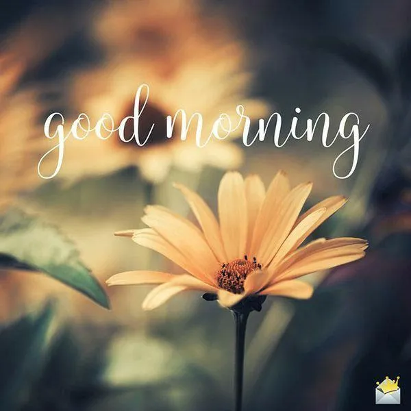 Inspiring Message with Sunflower Blooming Light Wallpaper